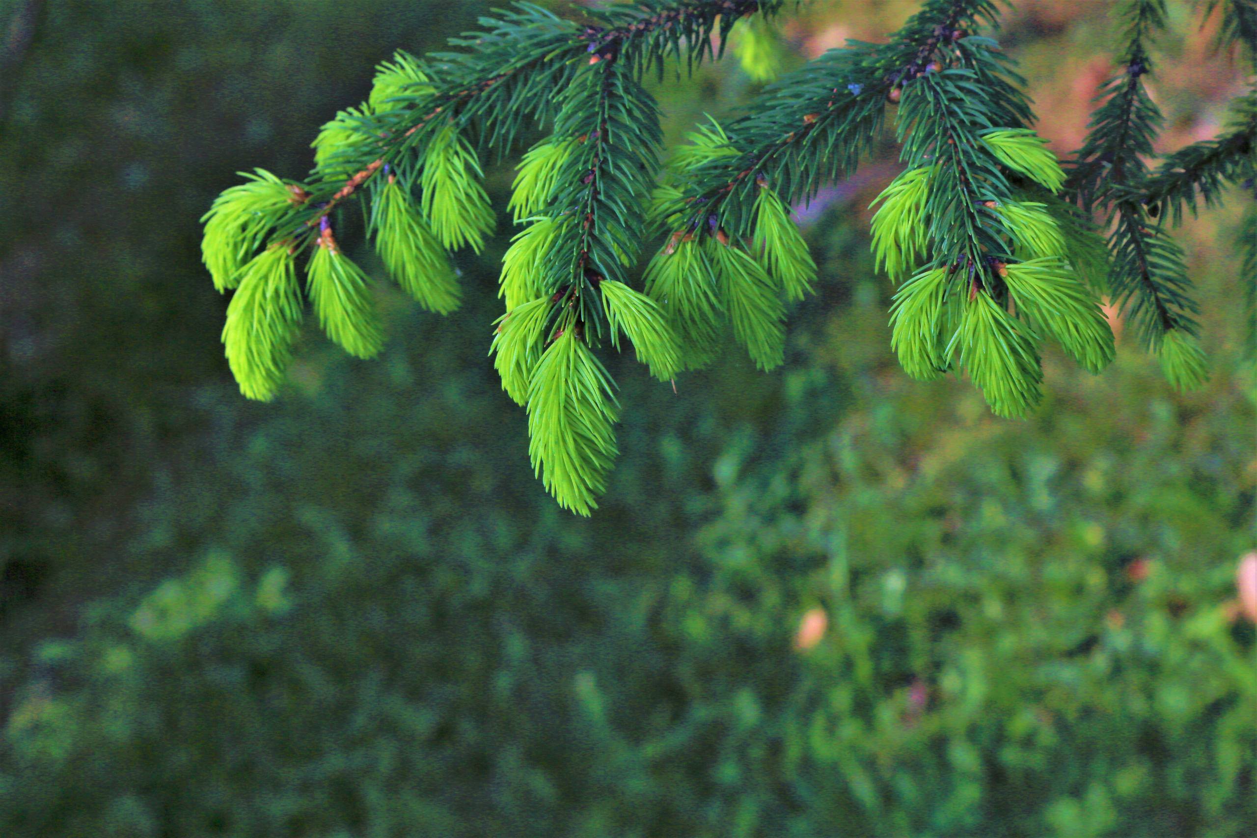 素材树木冰雪图片高清壁纸壁纸预览