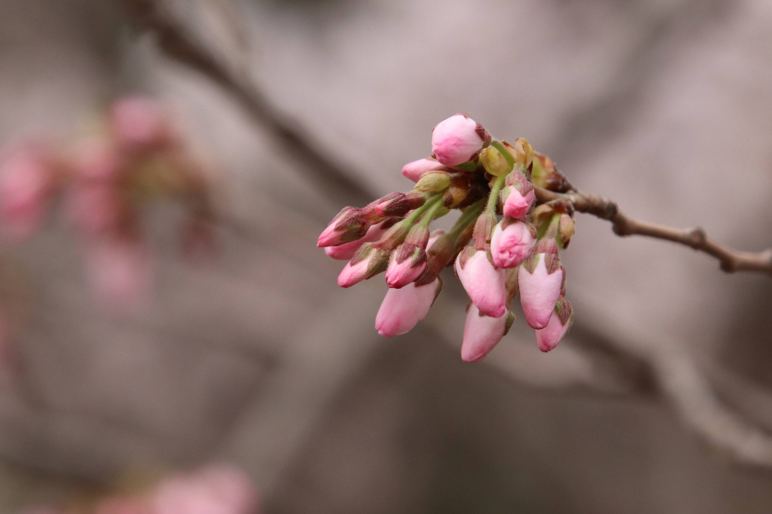 绿化树木壁纸美女背景图壁纸预览