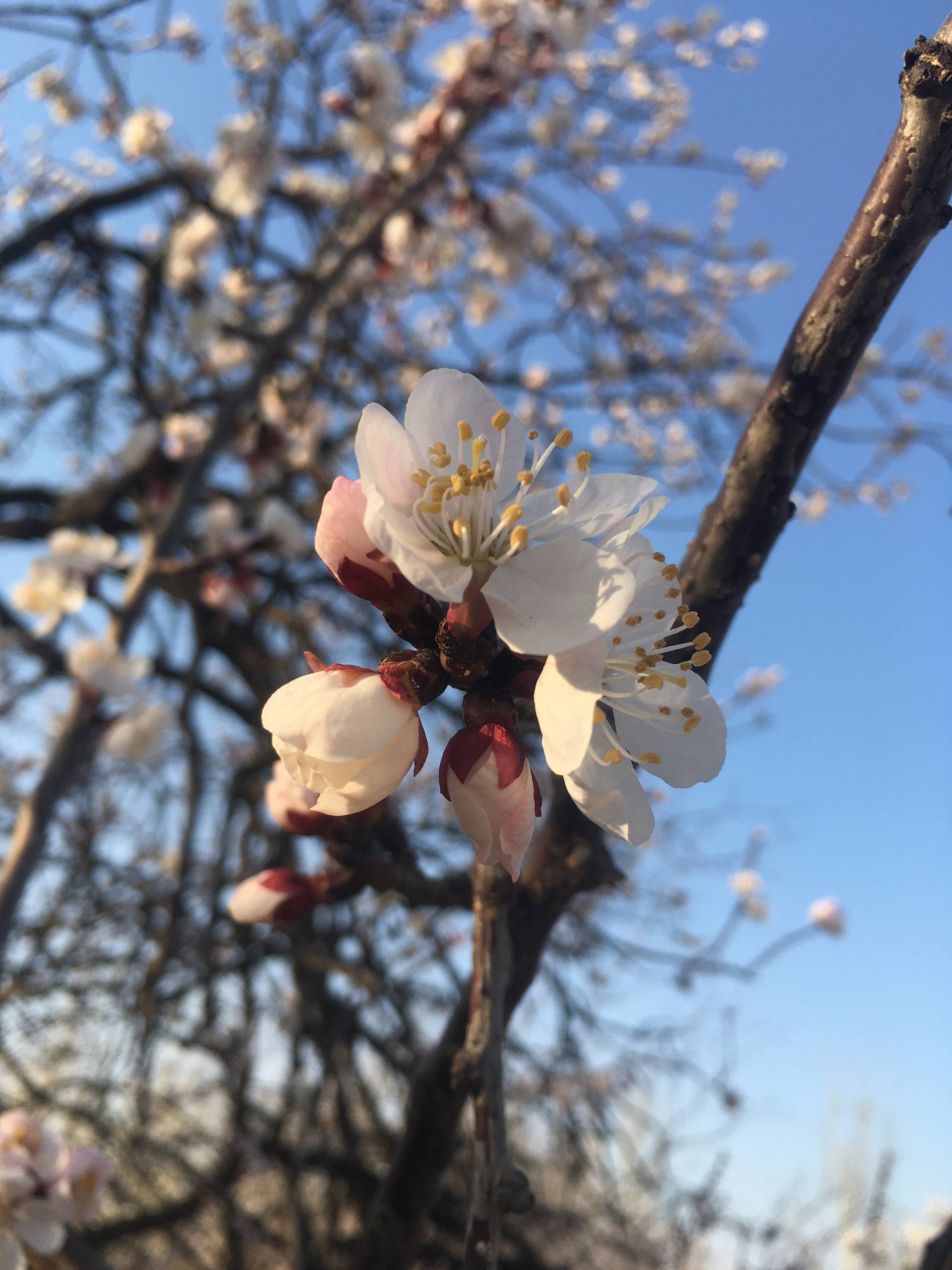 绿色树木壁纸动态图壁纸预览