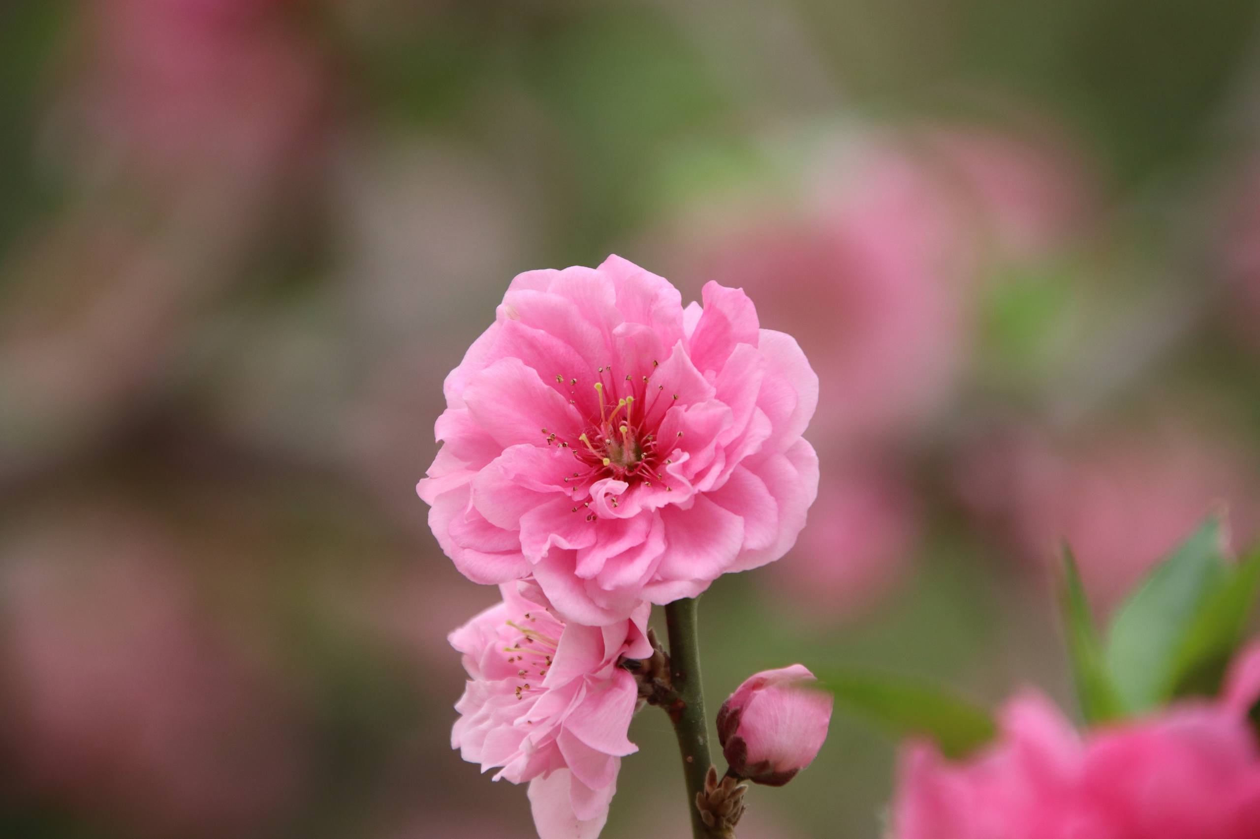绿色的树木栀子花壁纸壁纸预览