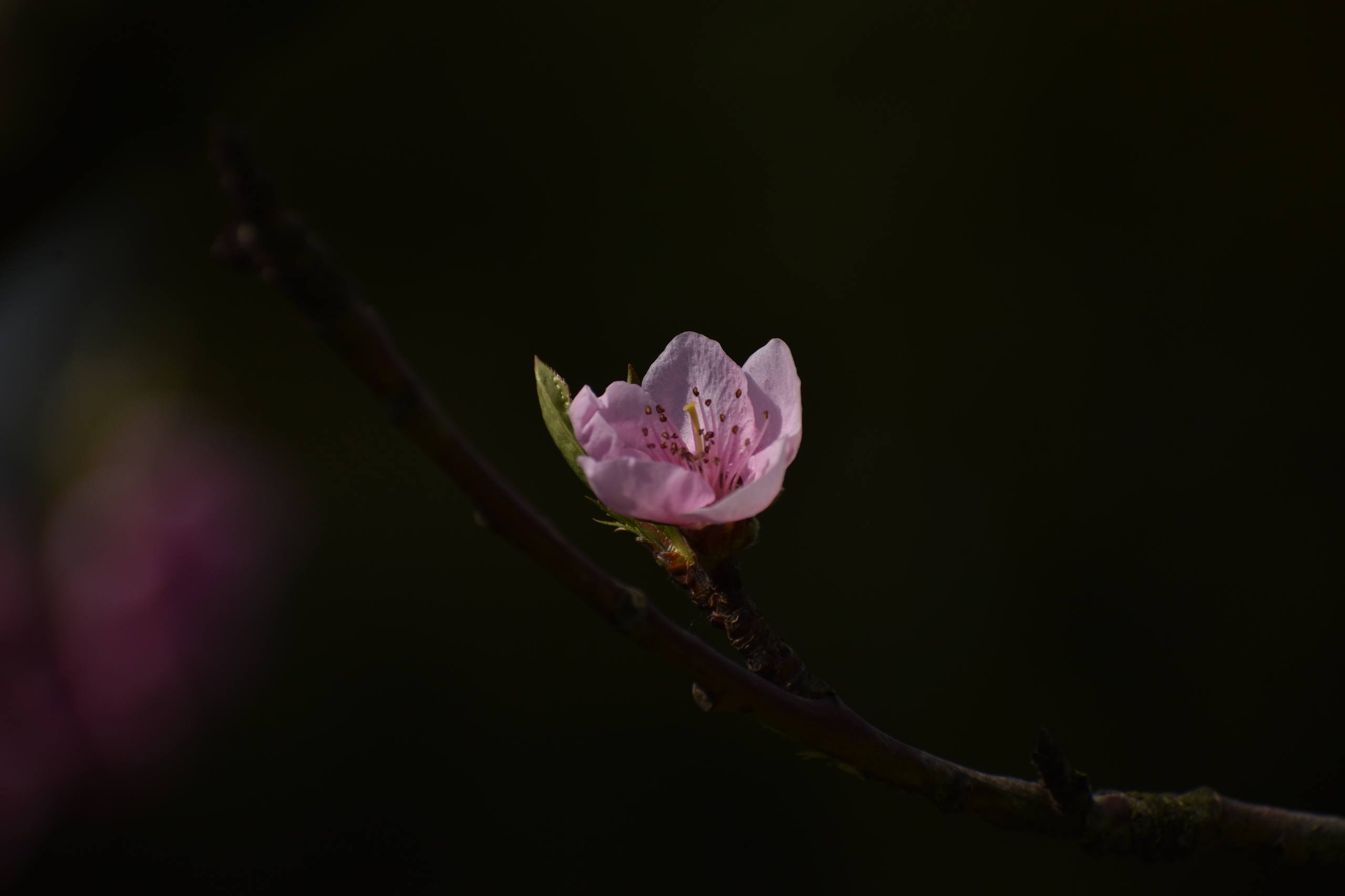 绿色风景壁纸花草树木壁纸预览