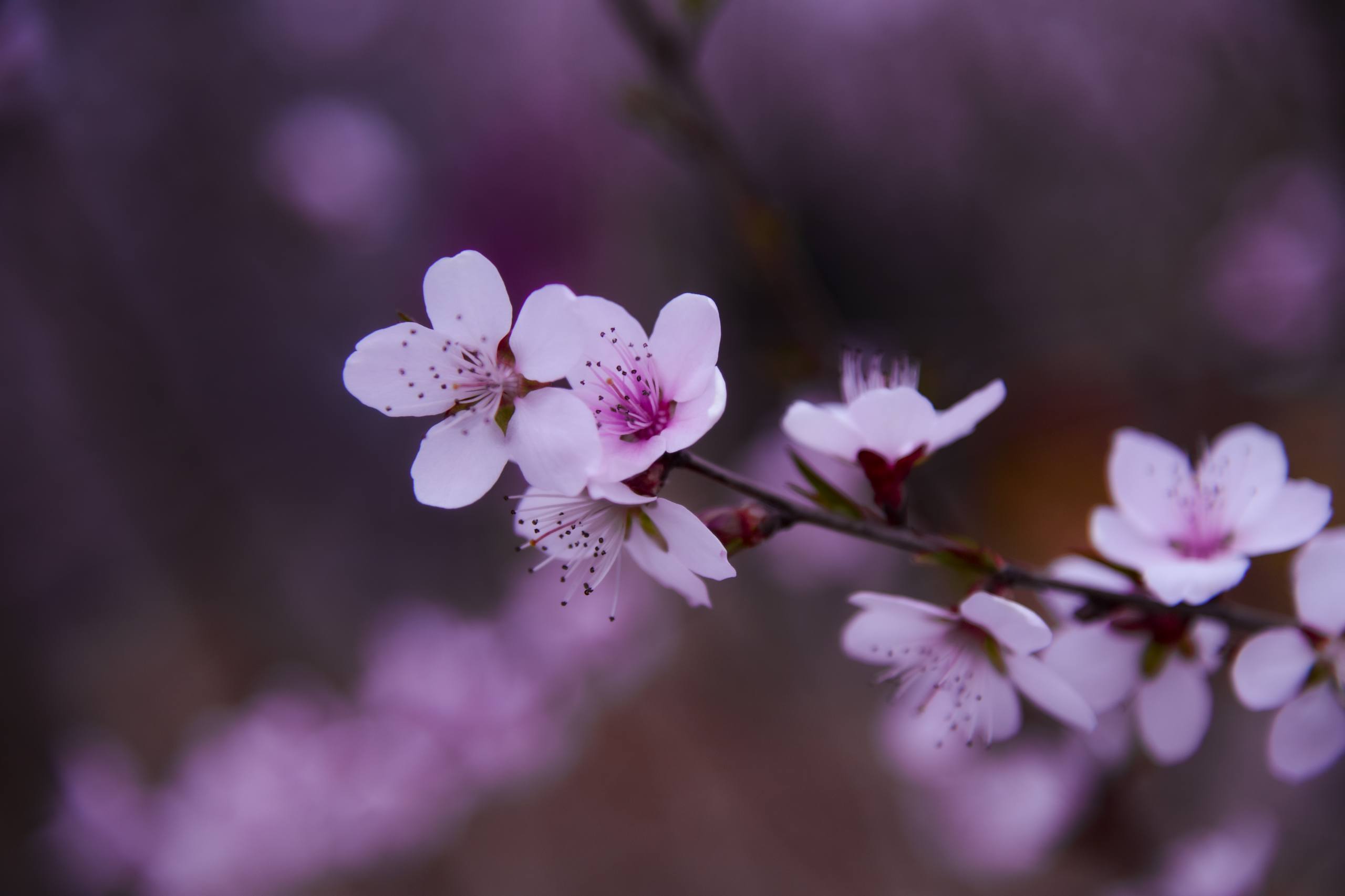 背景图片红叶树木高清壁纸壁纸预览