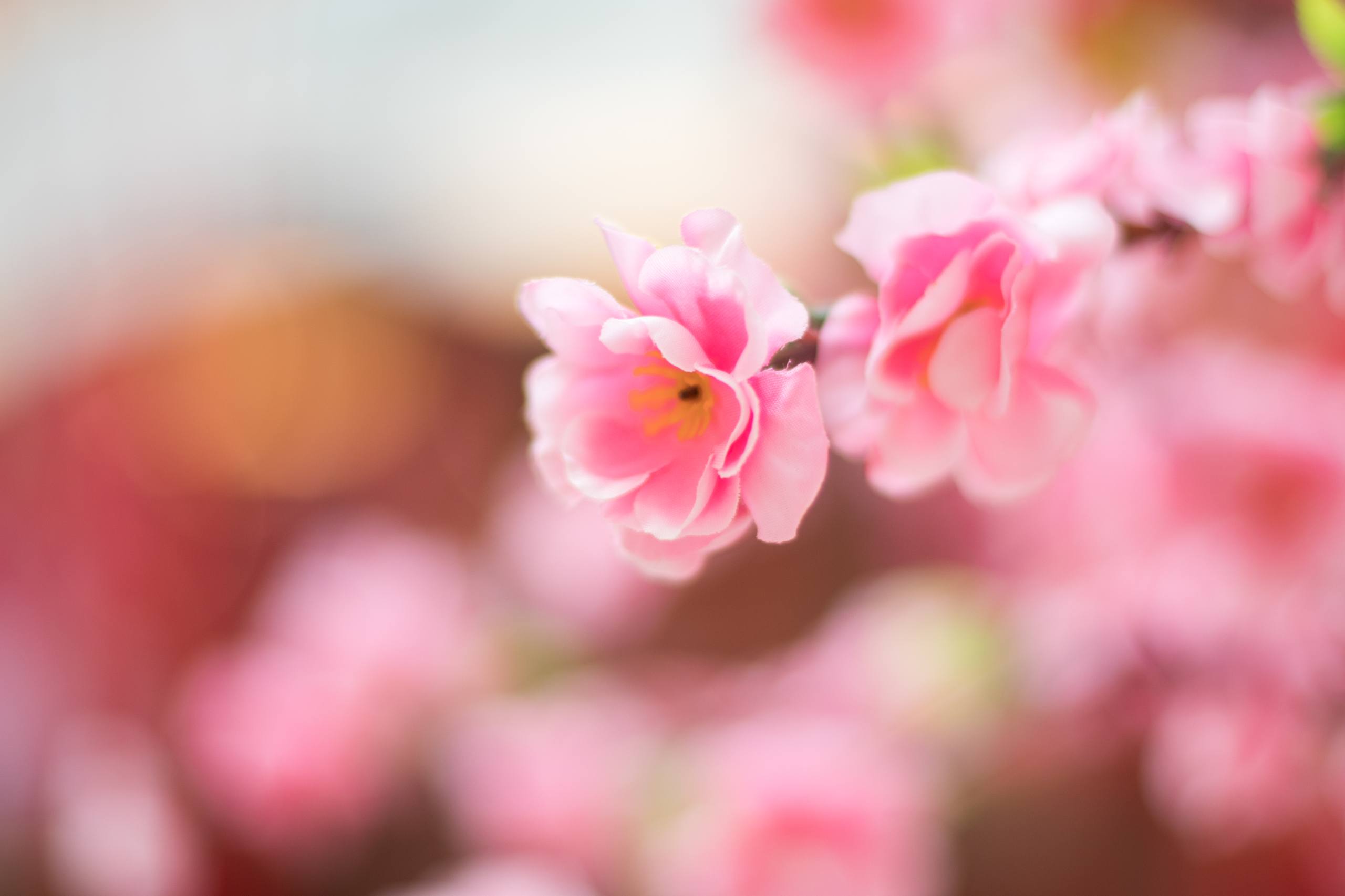 花草树木主题壁纸图片壁纸预览