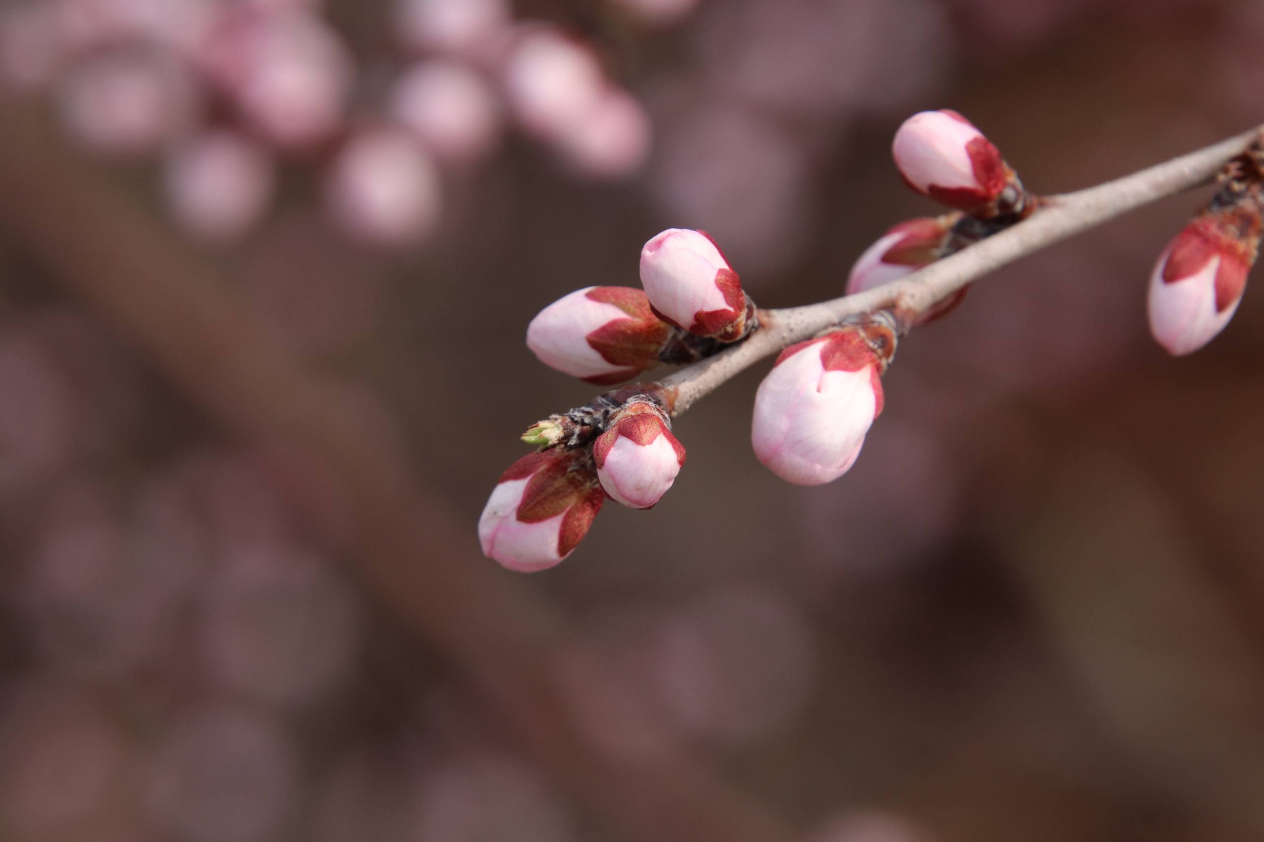 花草树木图片壁纸文字壁纸预览