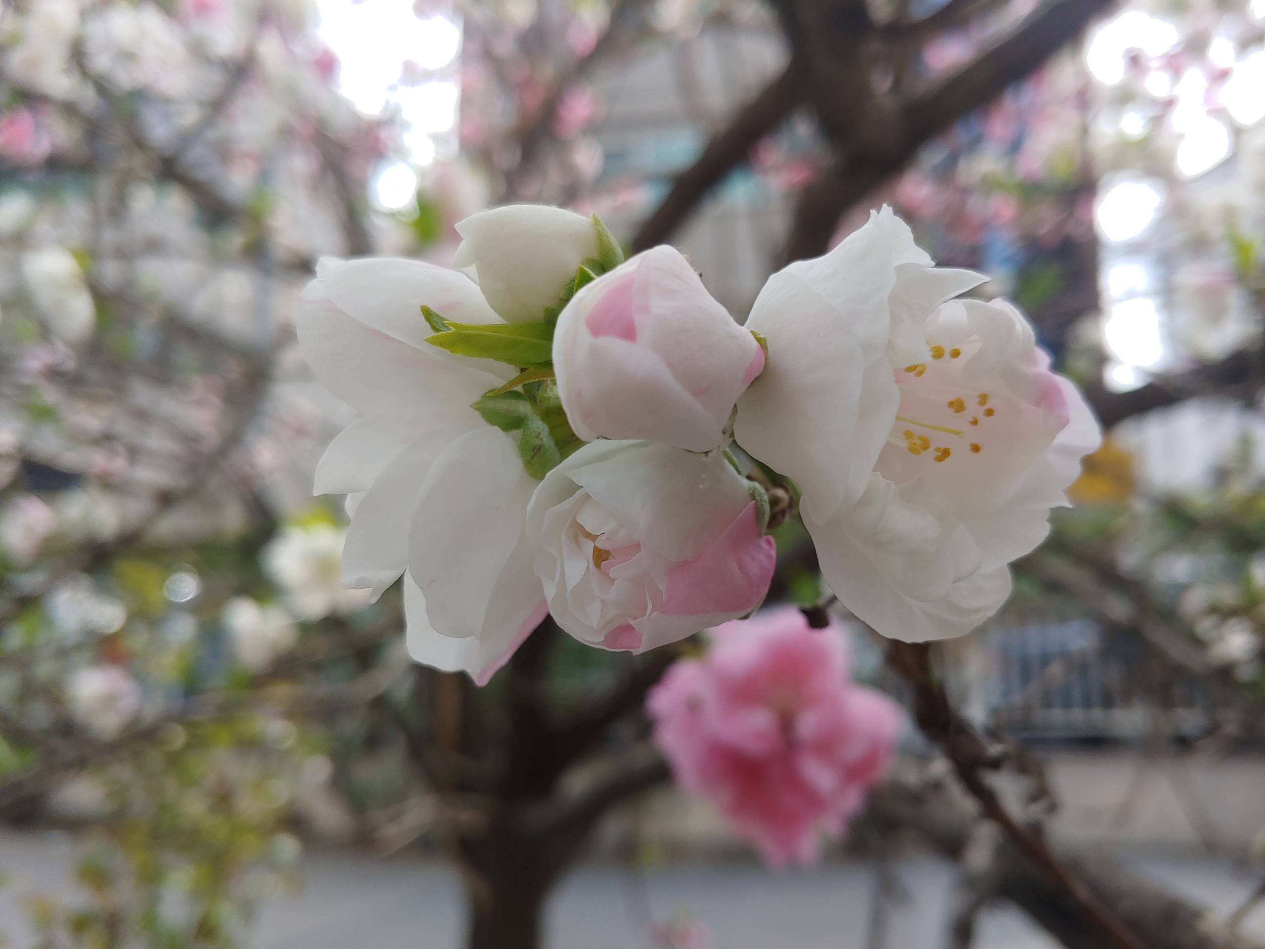 花草树木壁纸动画图片壁纸预览