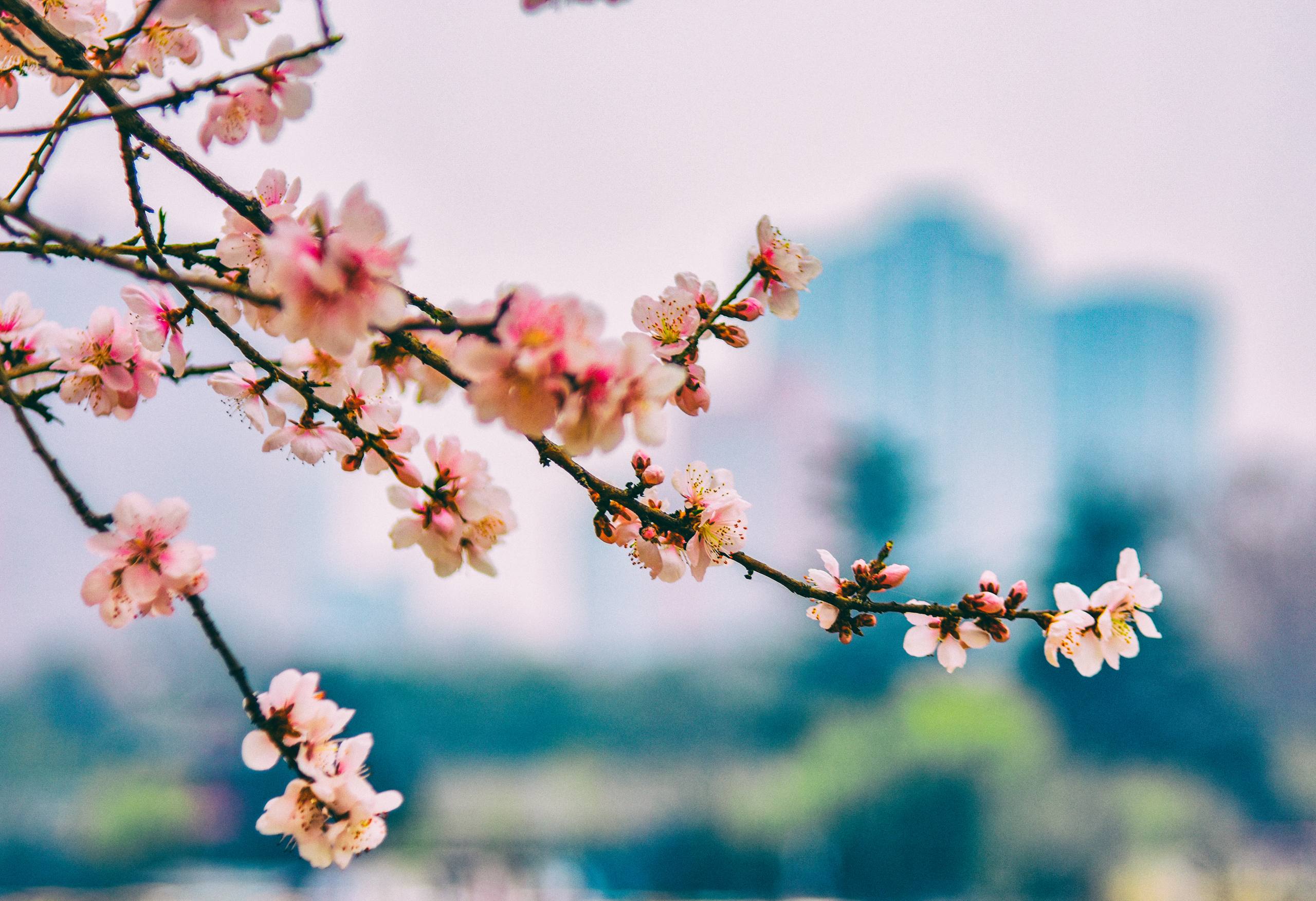 花草树木壁纸风景图高清壁纸预览