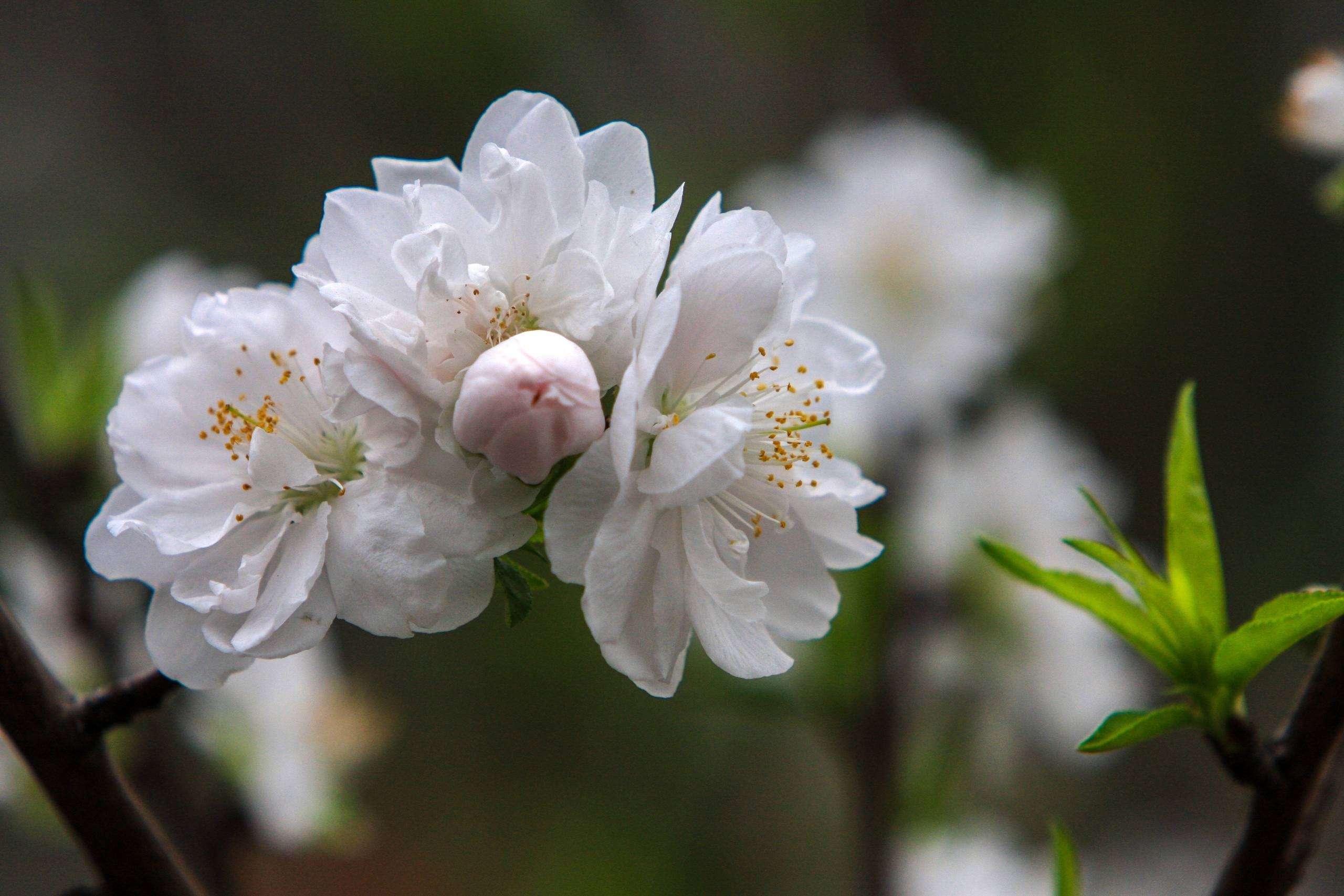 花草树木头像好看壁纸壁纸预览