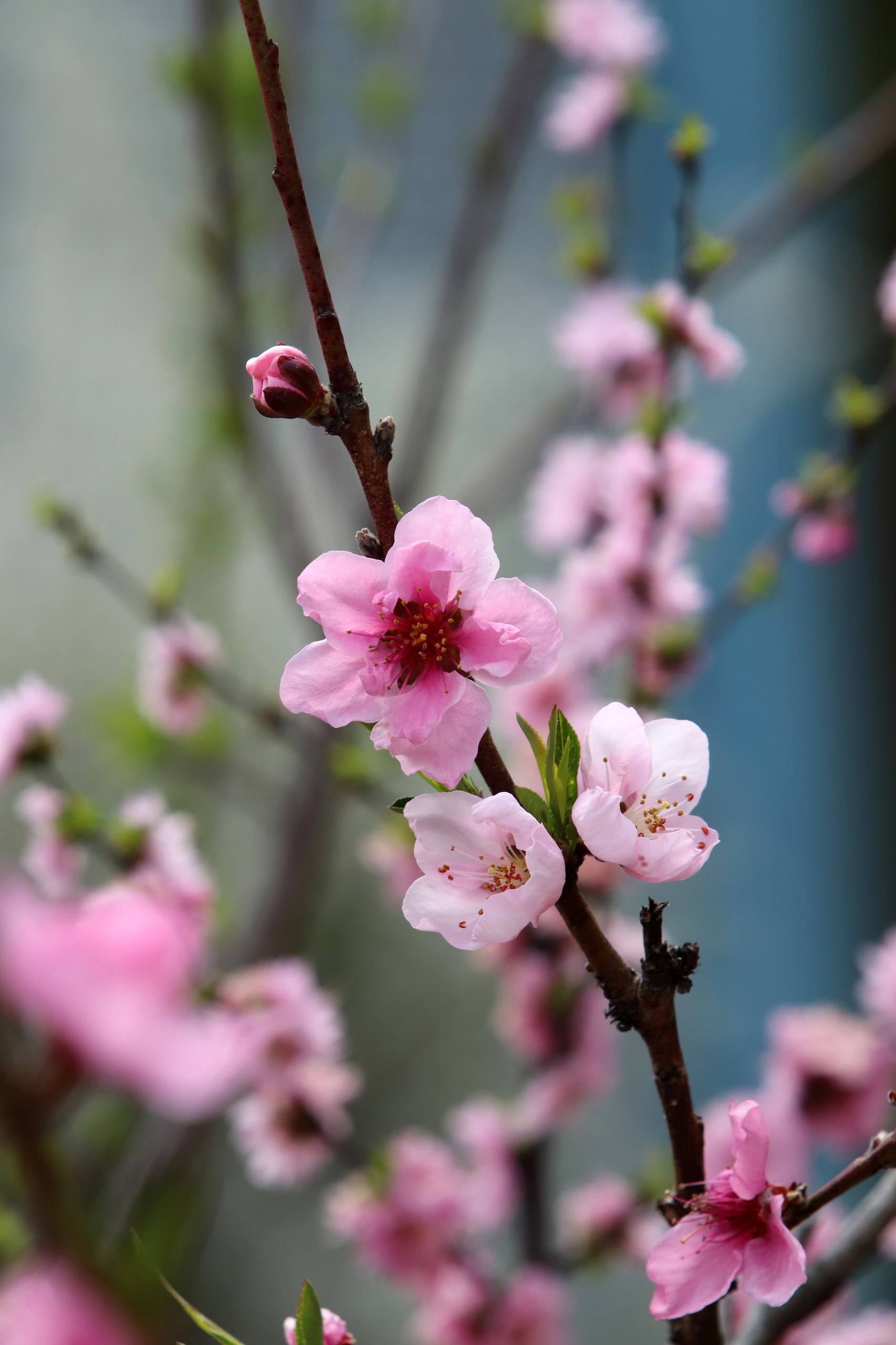 花草树木护眼壁纸壁纸预览