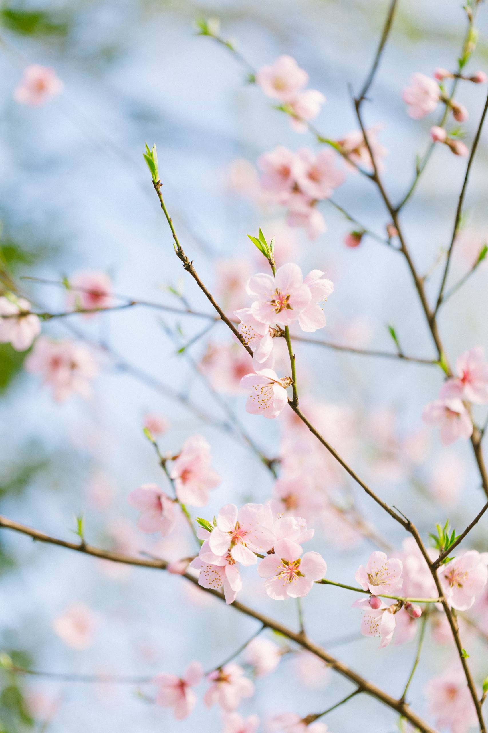 花草树木枯萎动漫壁纸壁纸预览