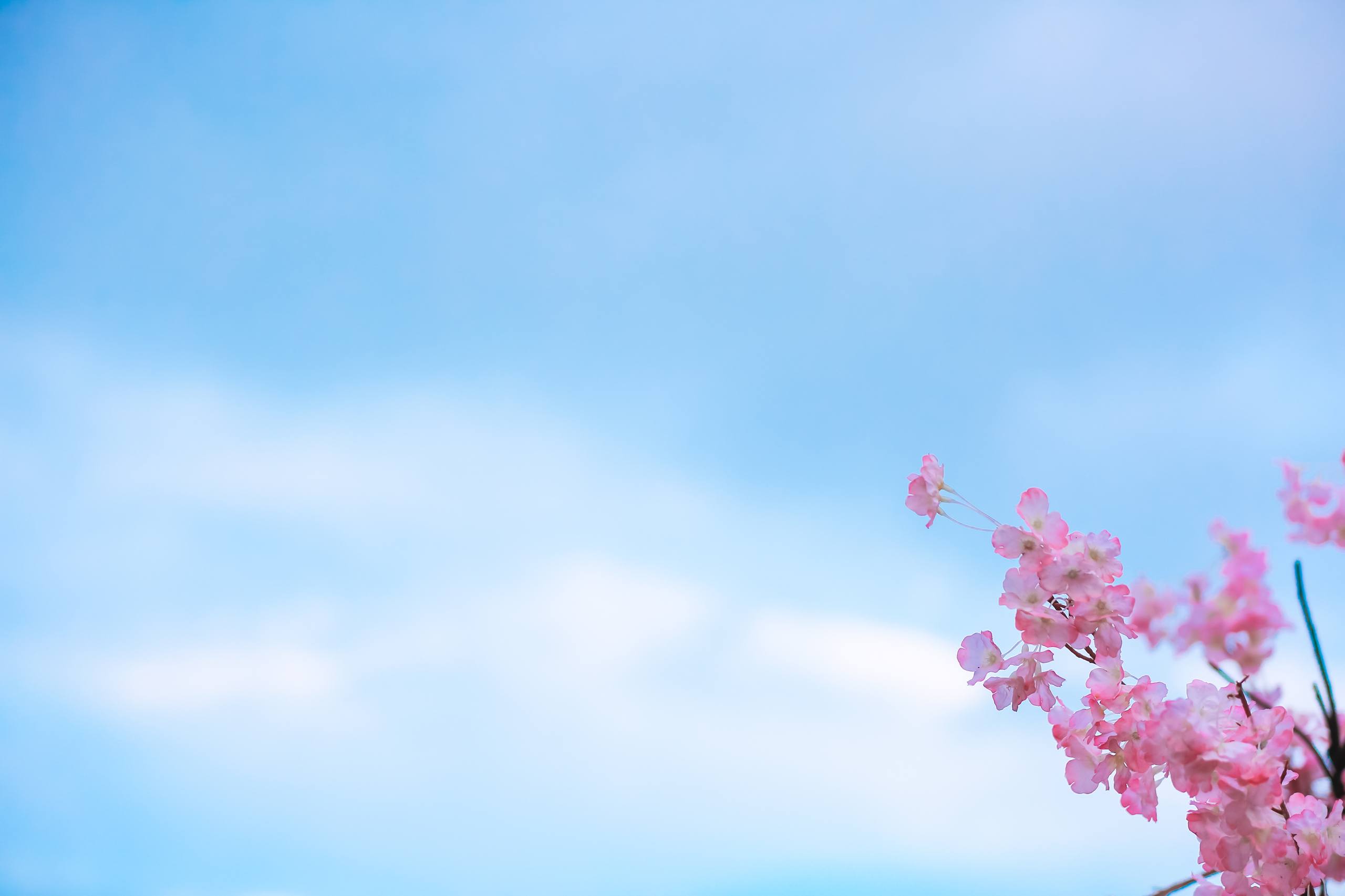 花草树木背景壁纸高清壁纸预览