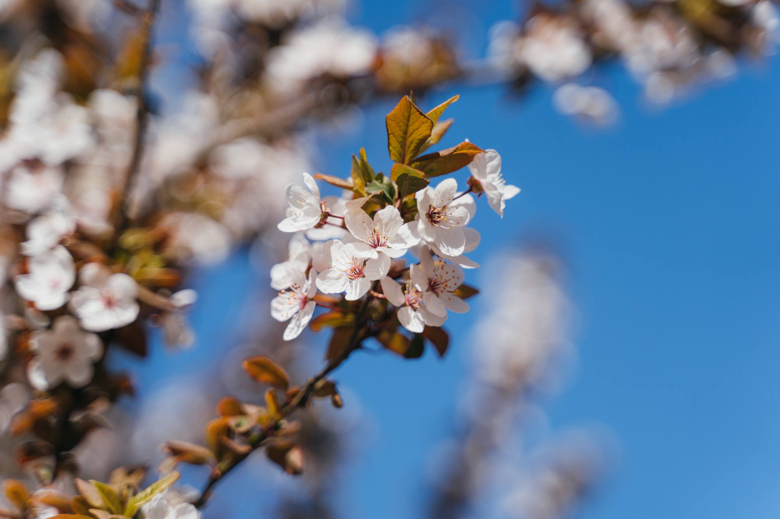 花草树木风景高清壁纸壁纸预览