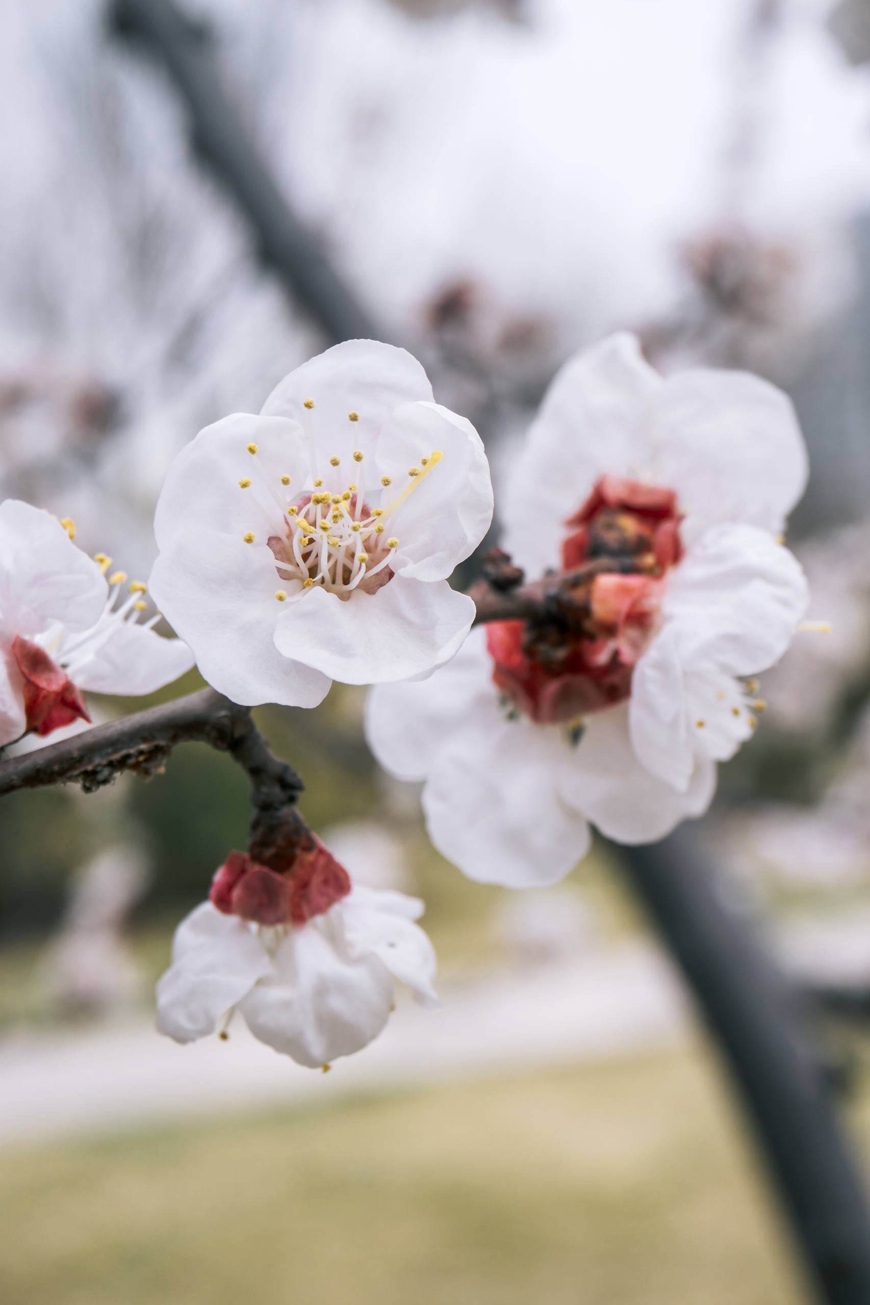 草与树木图片高清壁纸大全壁纸预览