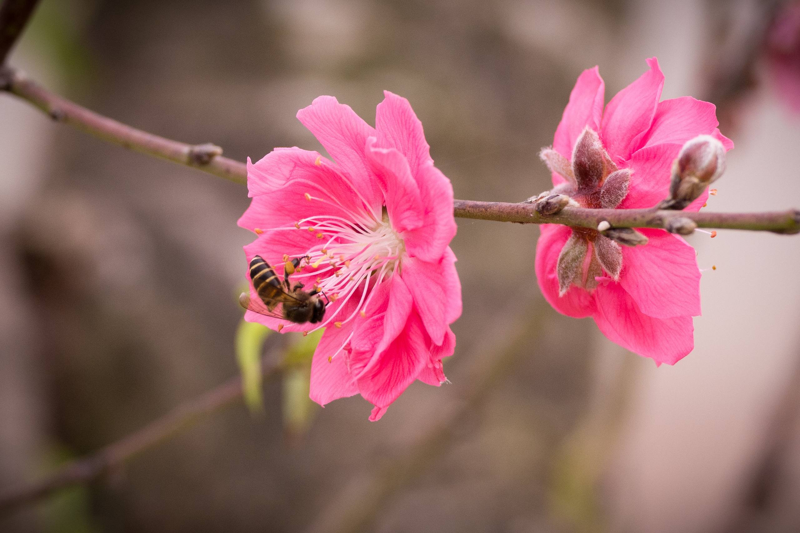 落日树木背景图壁纸壁纸预览