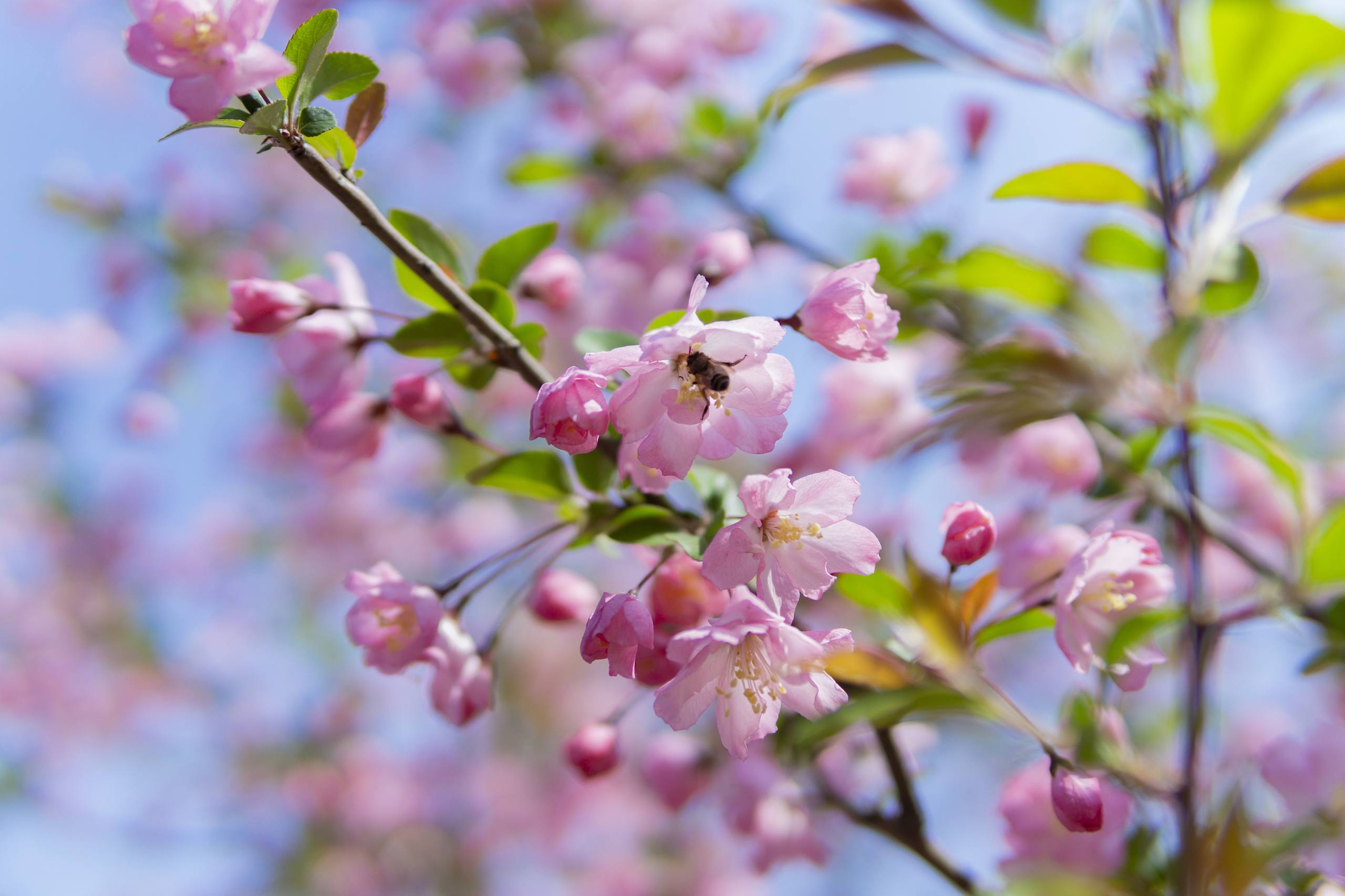 蓝色星空下的树木壁纸壁纸预览