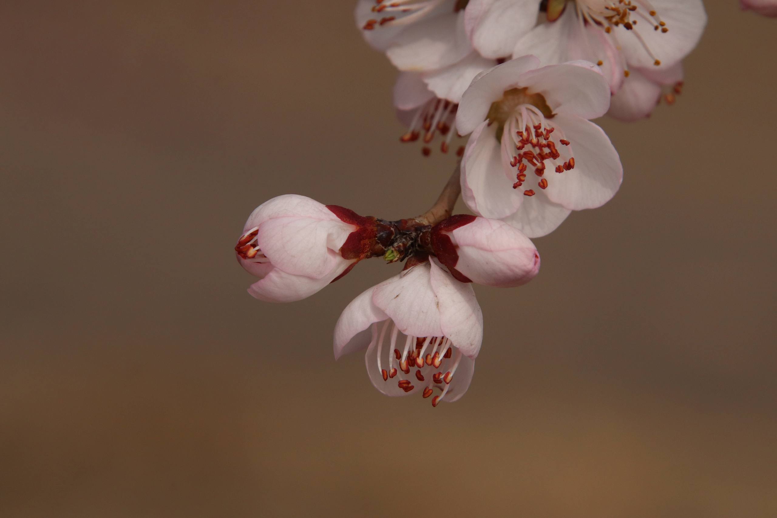青岛树木美景图片高清壁纸壁纸预览
