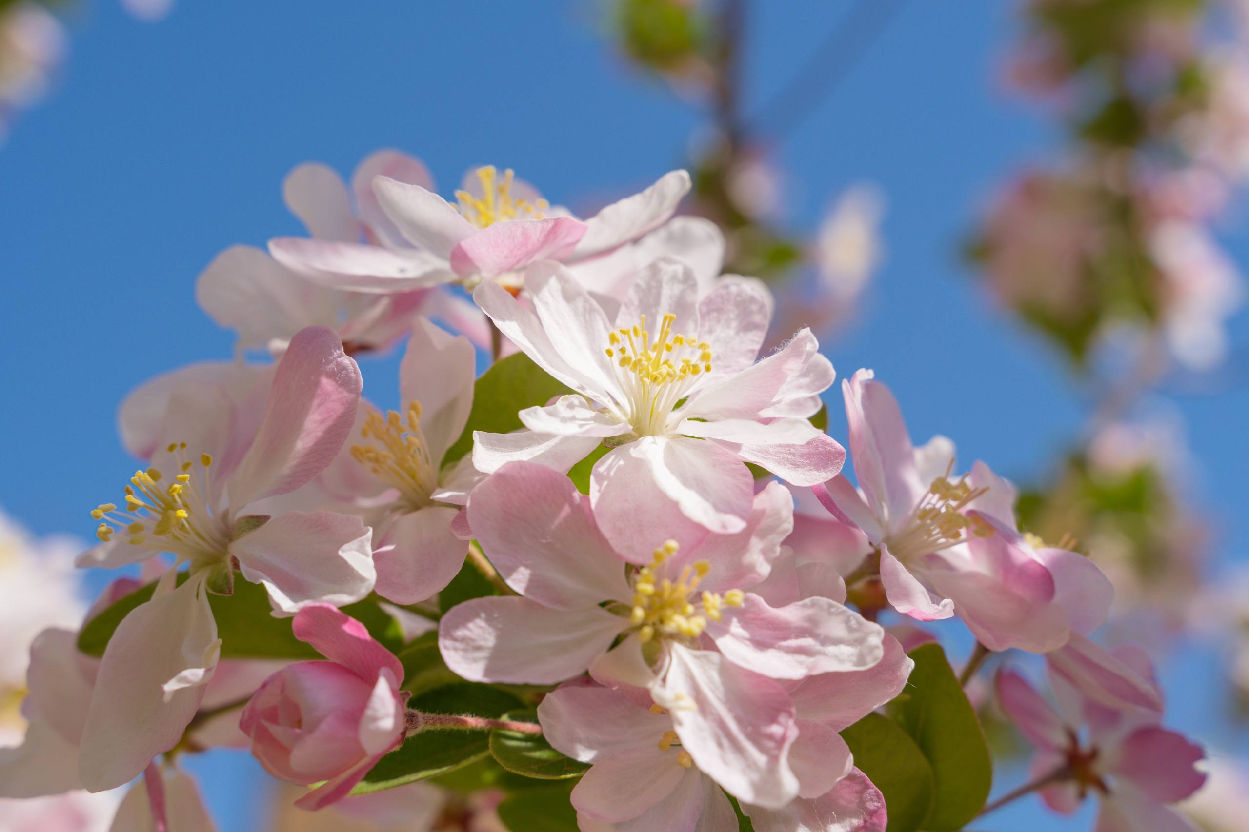 青草树木桌面壁纸壁纸预览