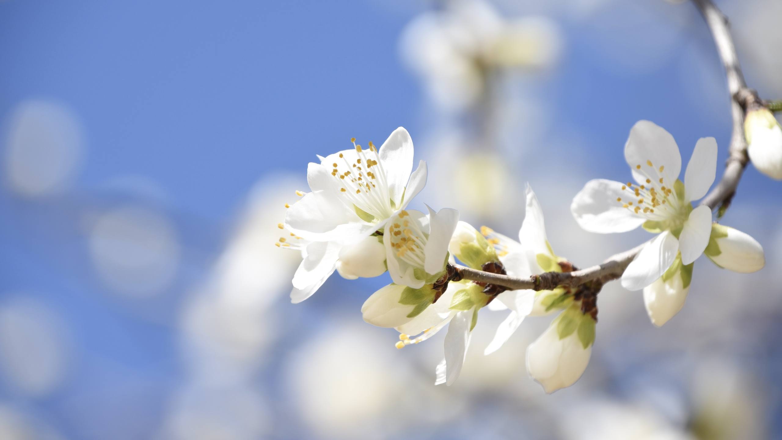 风景壁纸树木图文素材壁纸预览