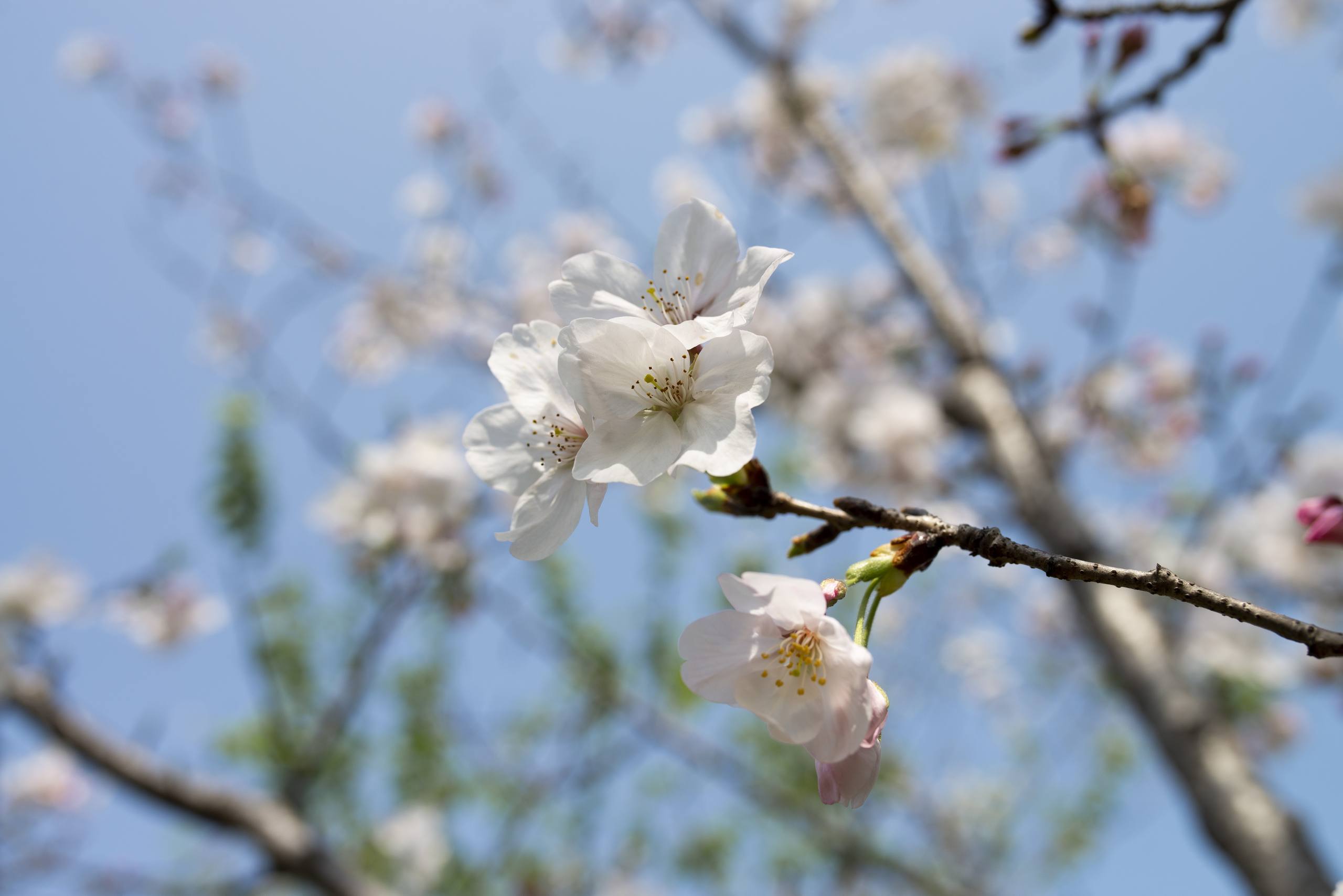 黑色壁纸树木图片壁纸预览