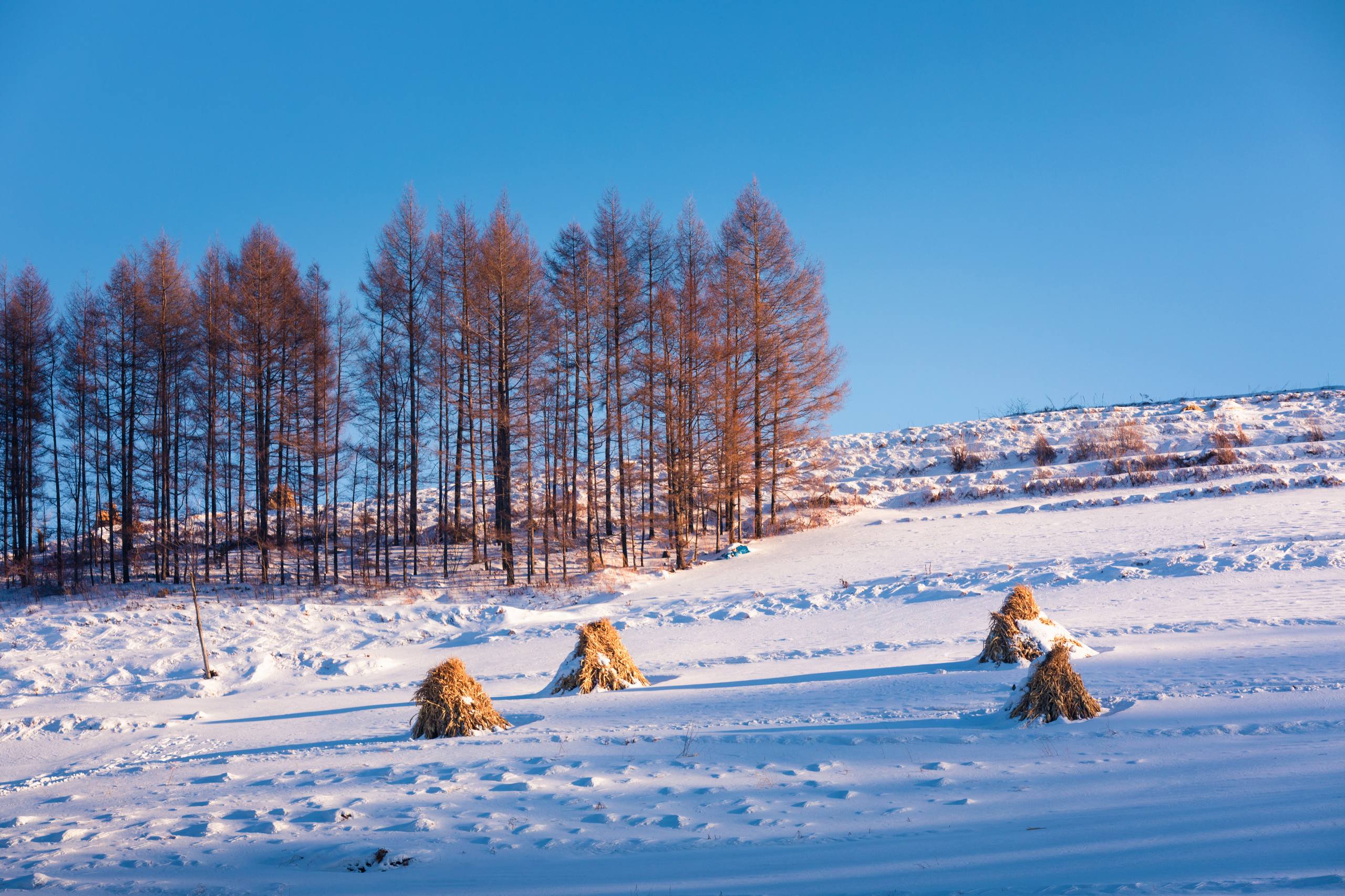 壁纸日出雪山图文壁纸预览