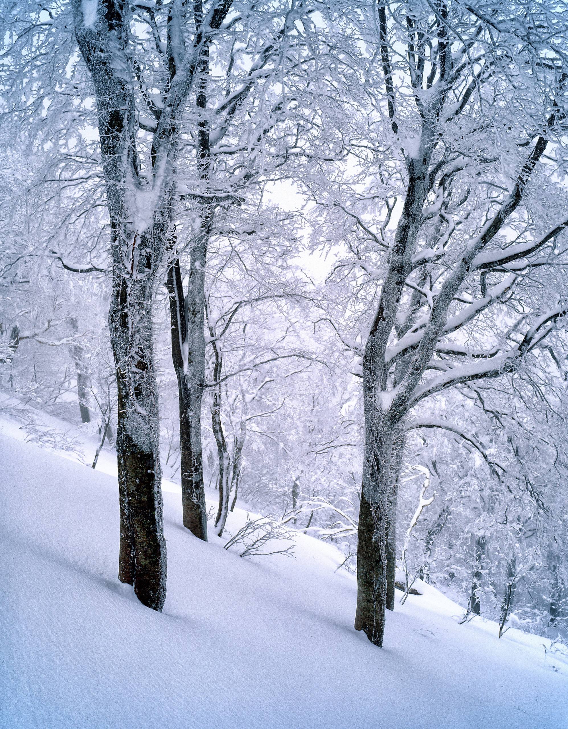 壁纸日照雪山壁纸预览