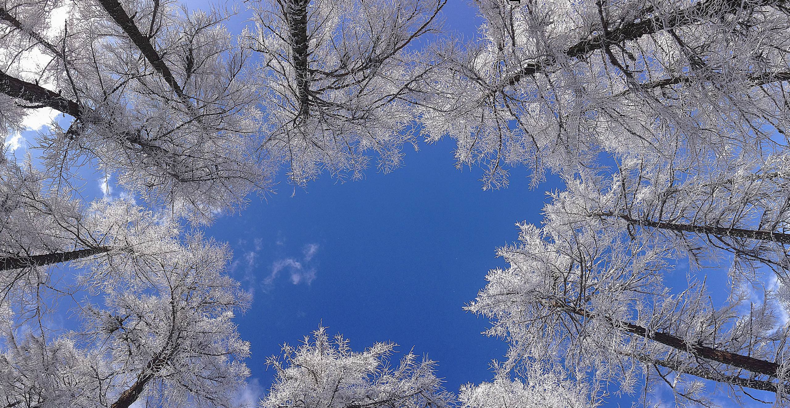 申鹤雪山壁纸壁纸预览