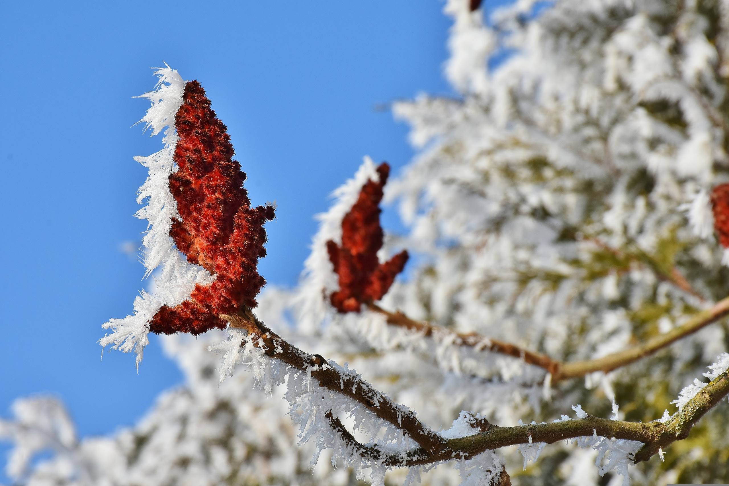 祁连山雪山壁纸壁纸预览