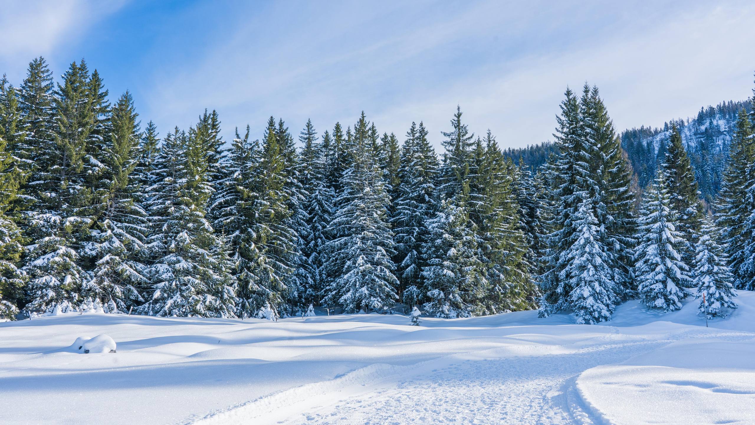 蜡笔画樱花雪山壁纸图片壁纸预览