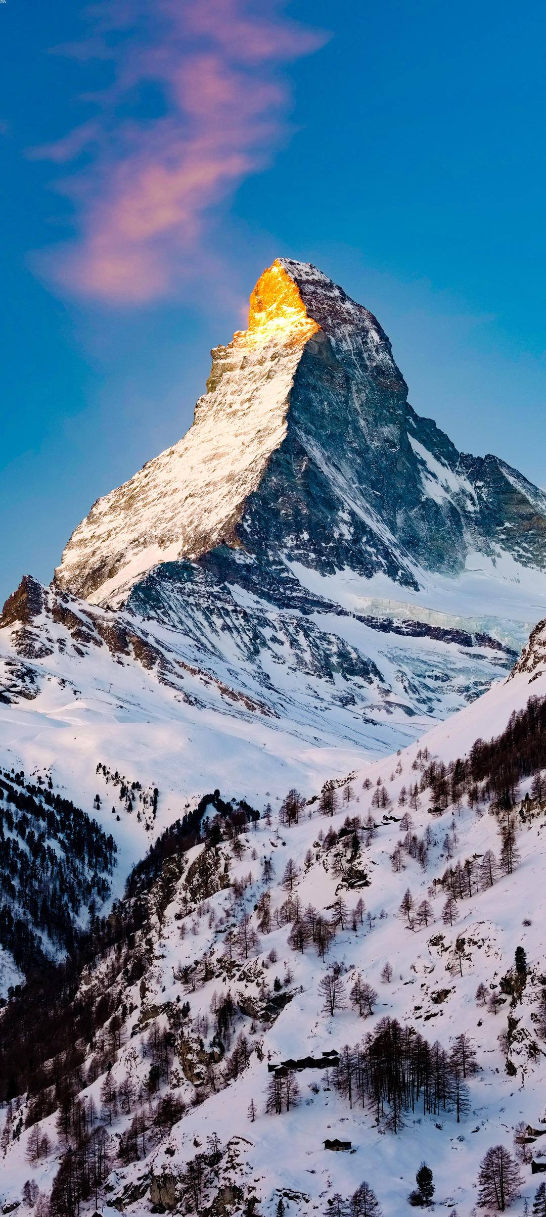 雪山寒梅壁纸高清图片壁纸预览