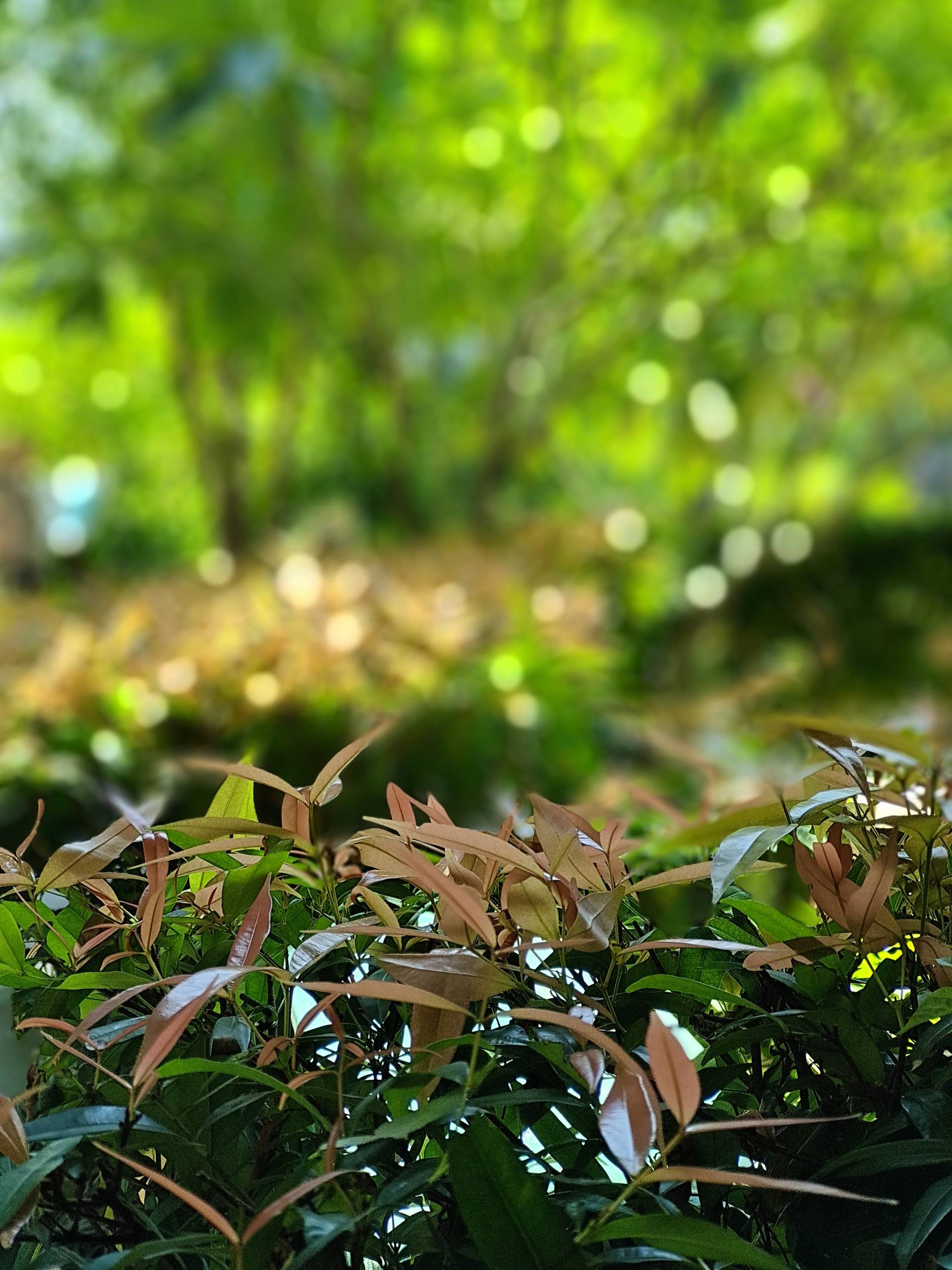 1080p蓝光竖屏壁纸图片植物壁纸预览