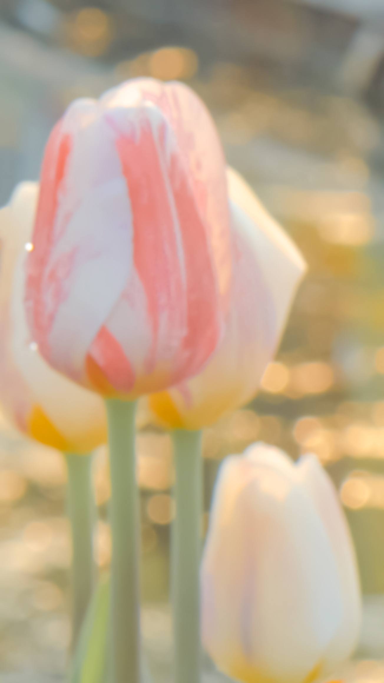 120帧4k超清动态壁纸植物壁纸预览