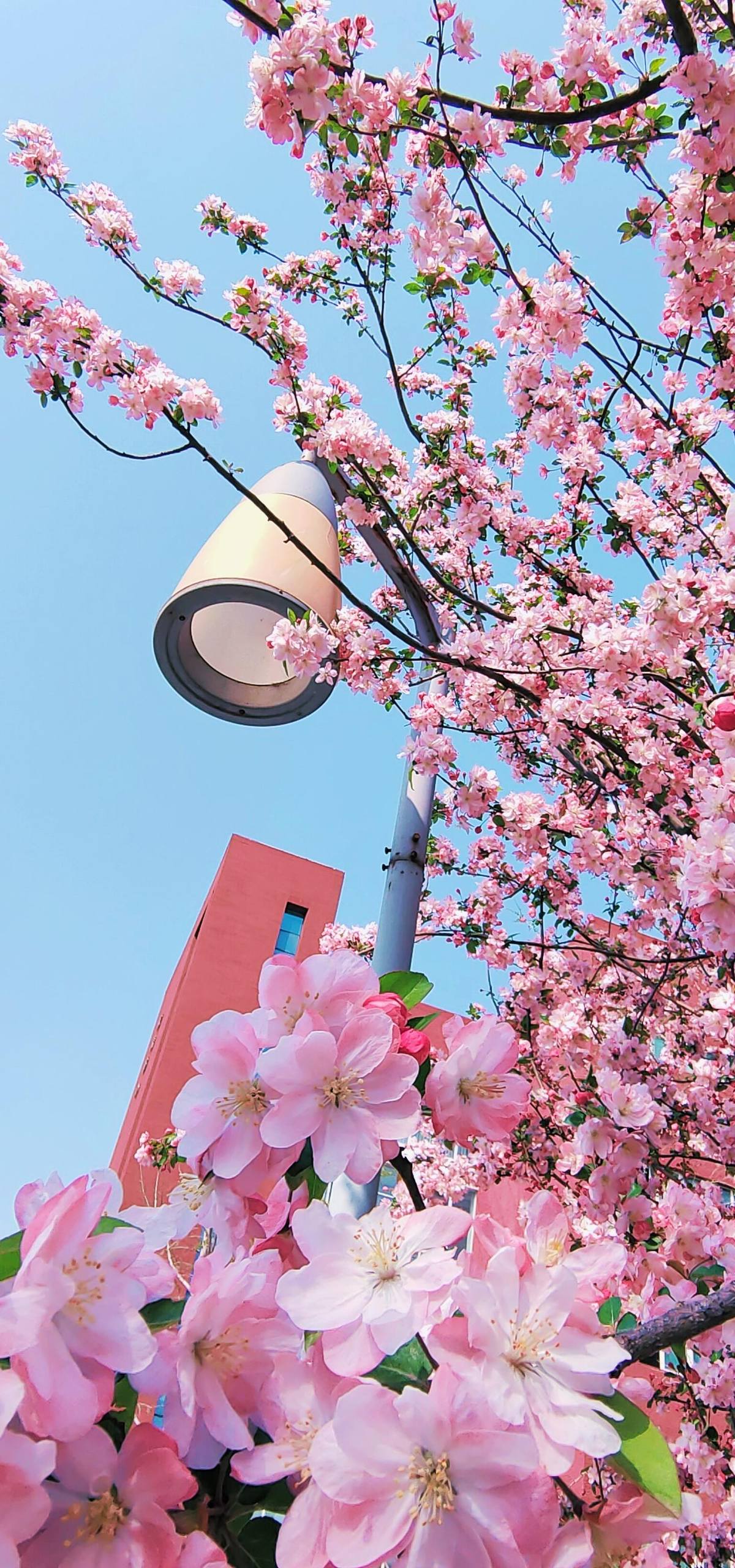 19天植物园壁纸去水印壁纸预览