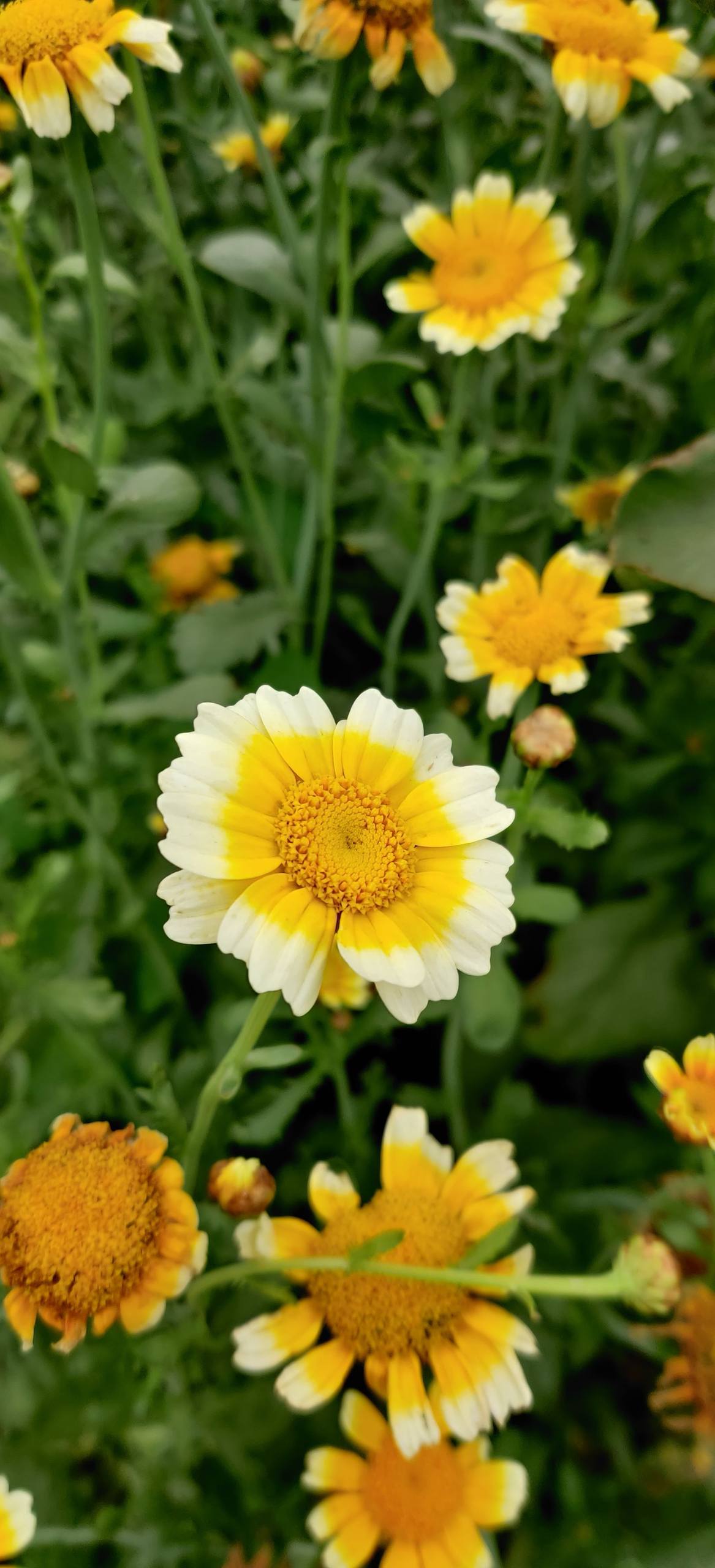 东南亚绿色植物壁纸图文壁纸预览