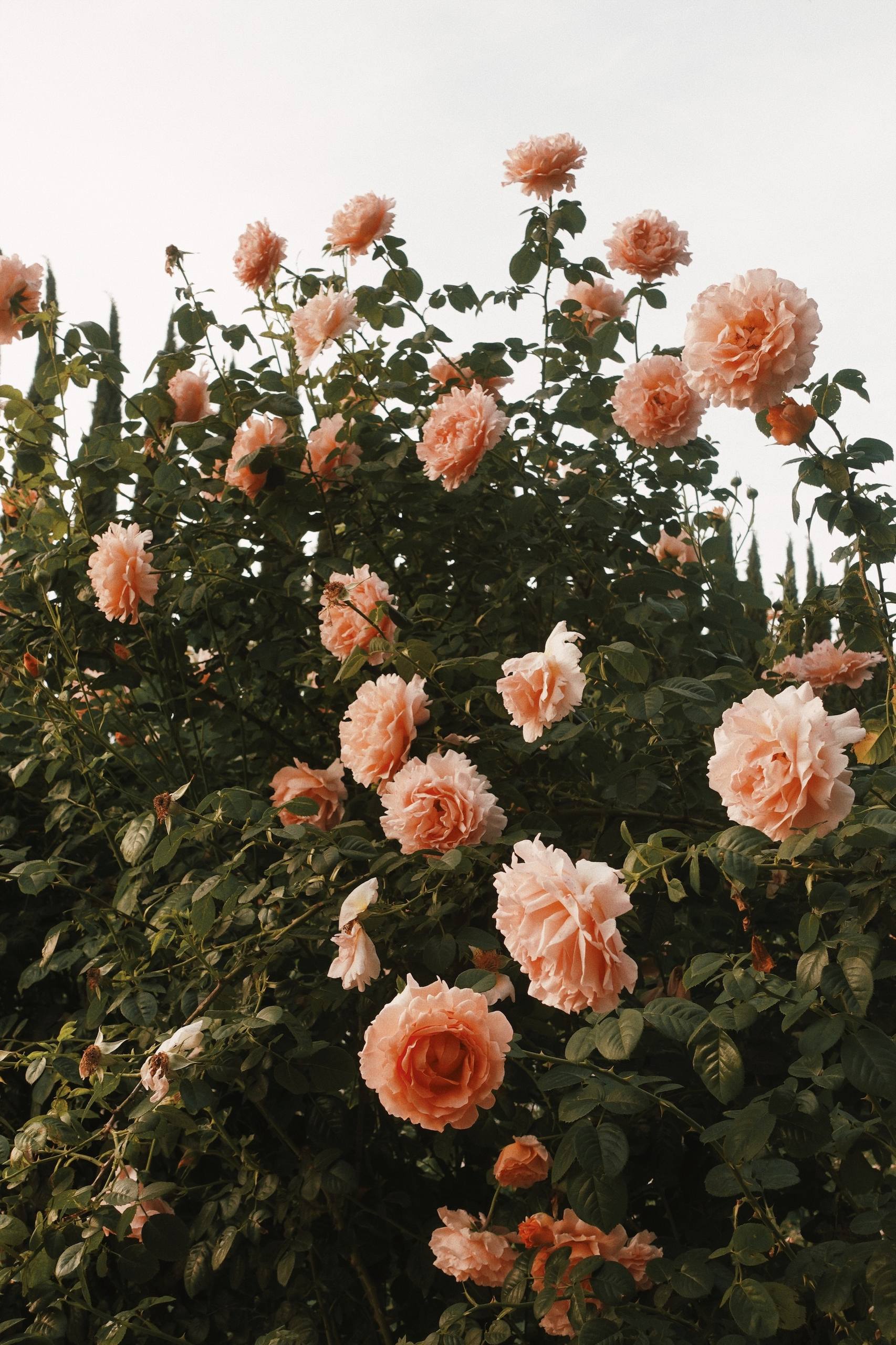 中景植物速写图片高清壁纸壁纸预览