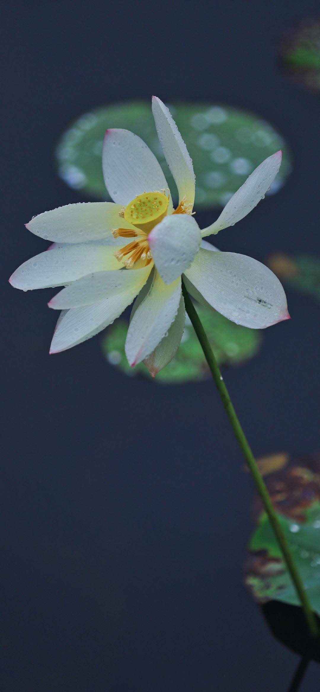 仿真植物绿植壁纸高清壁纸预览