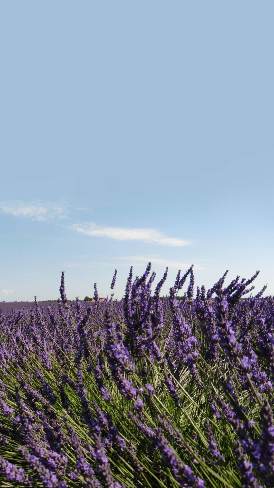 动态壁纸室内高级植物壁纸预览