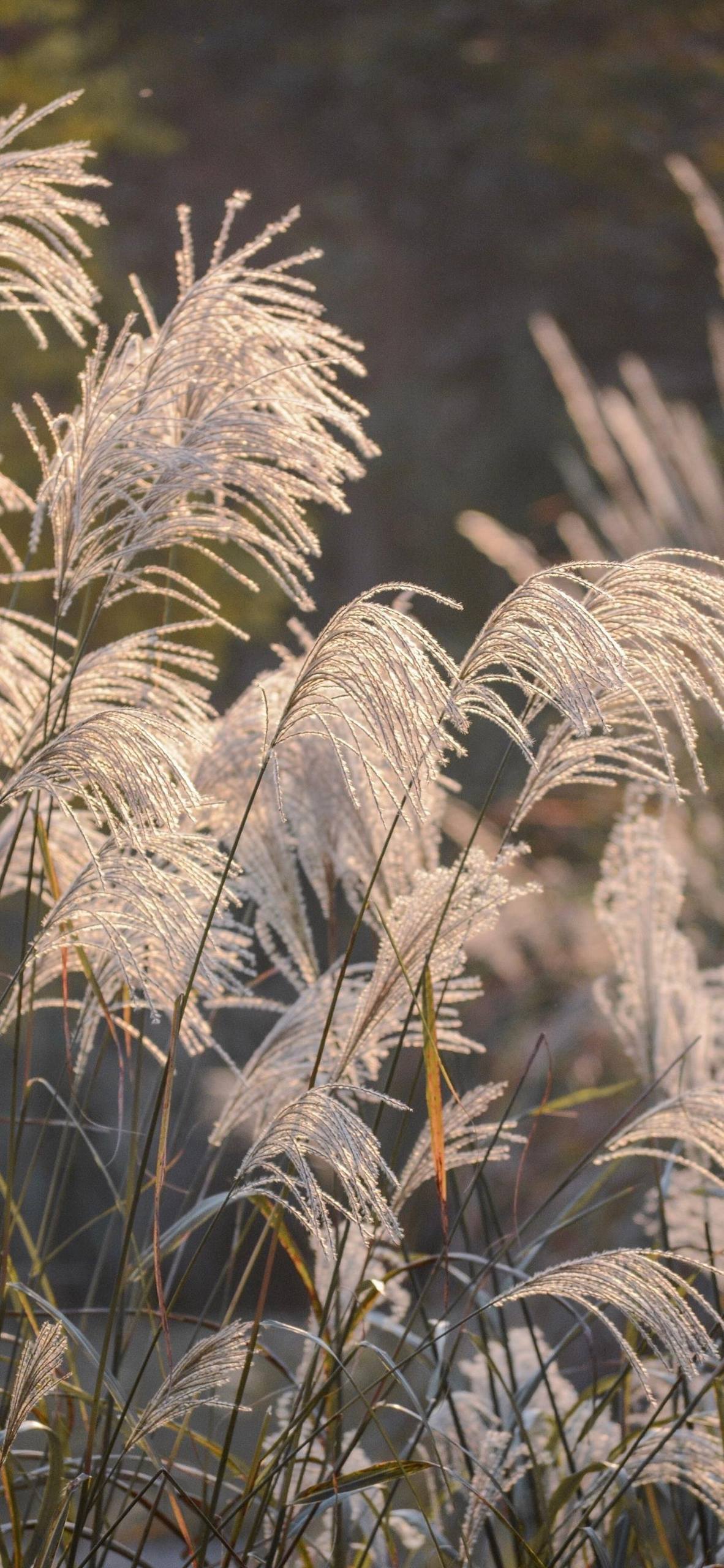 动态壁纸有猫狗植物壁纸预览