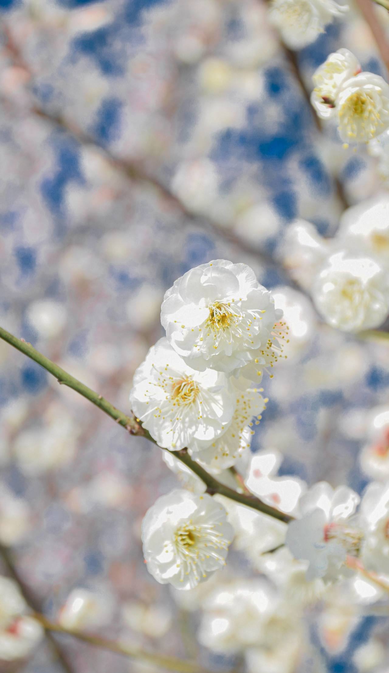 动态壁纸绿色的植物图片壁纸预览