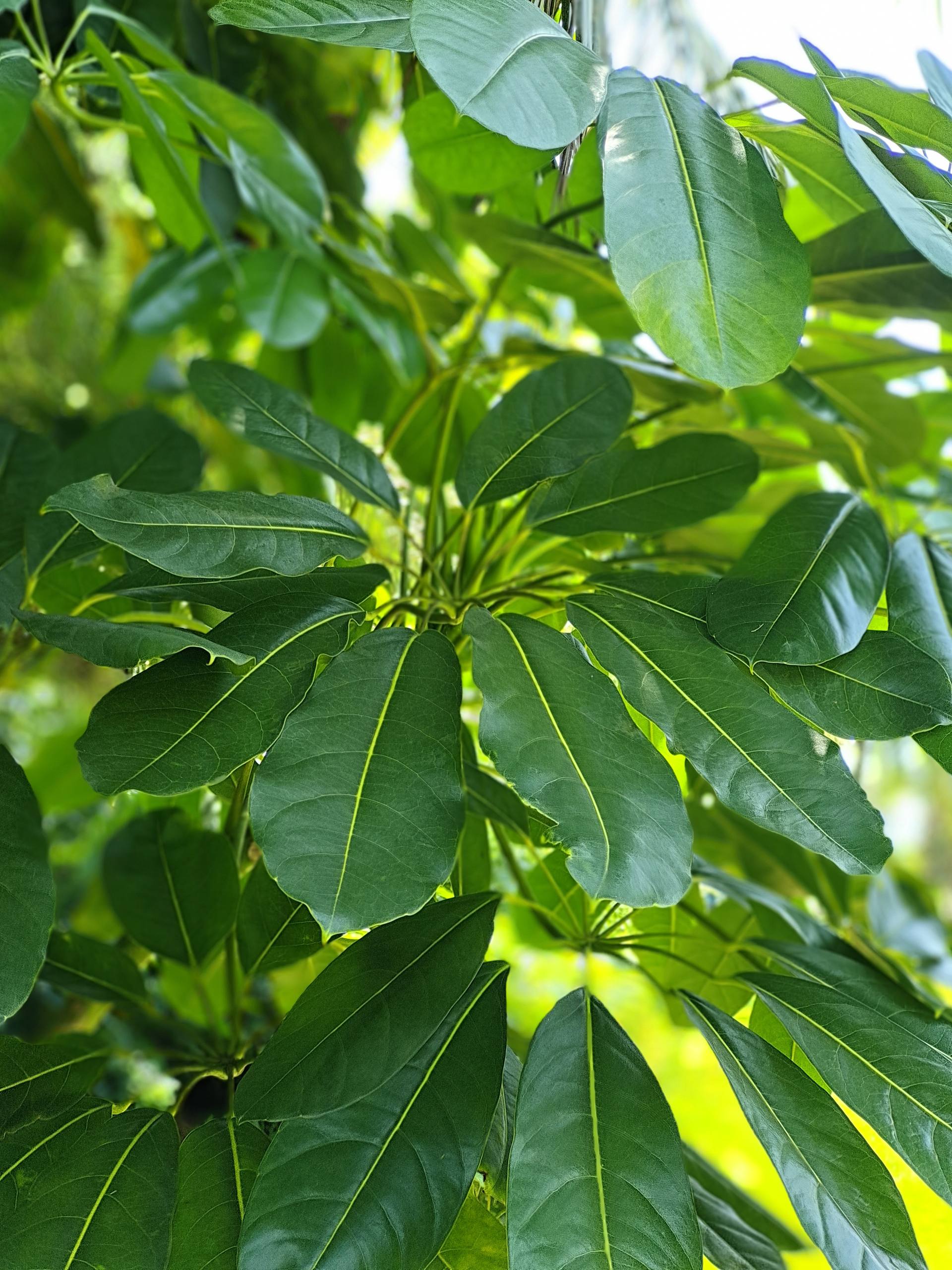 动态壁纸高清植物壁纸预览
