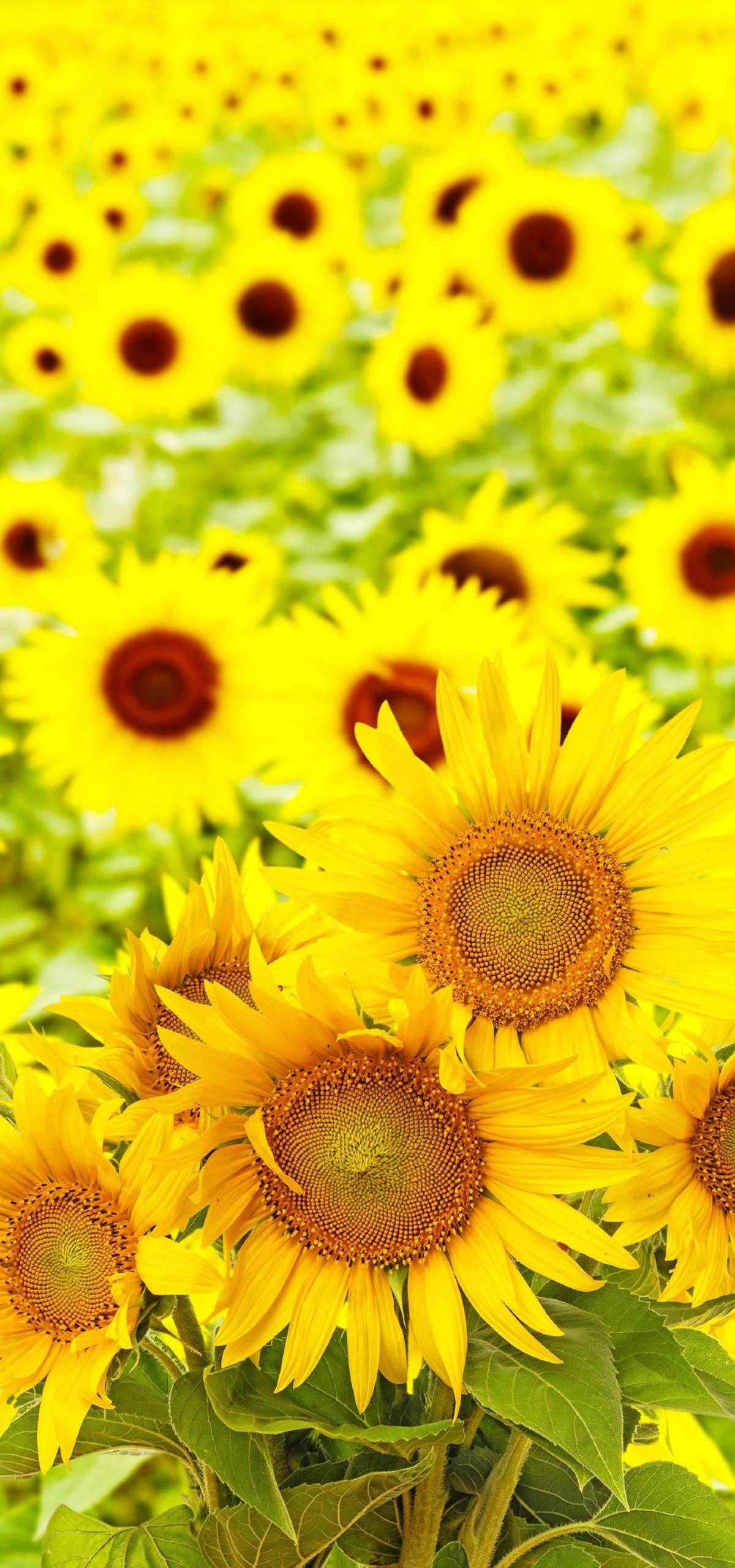 动植物分类游戏手机壁纸壁纸预览