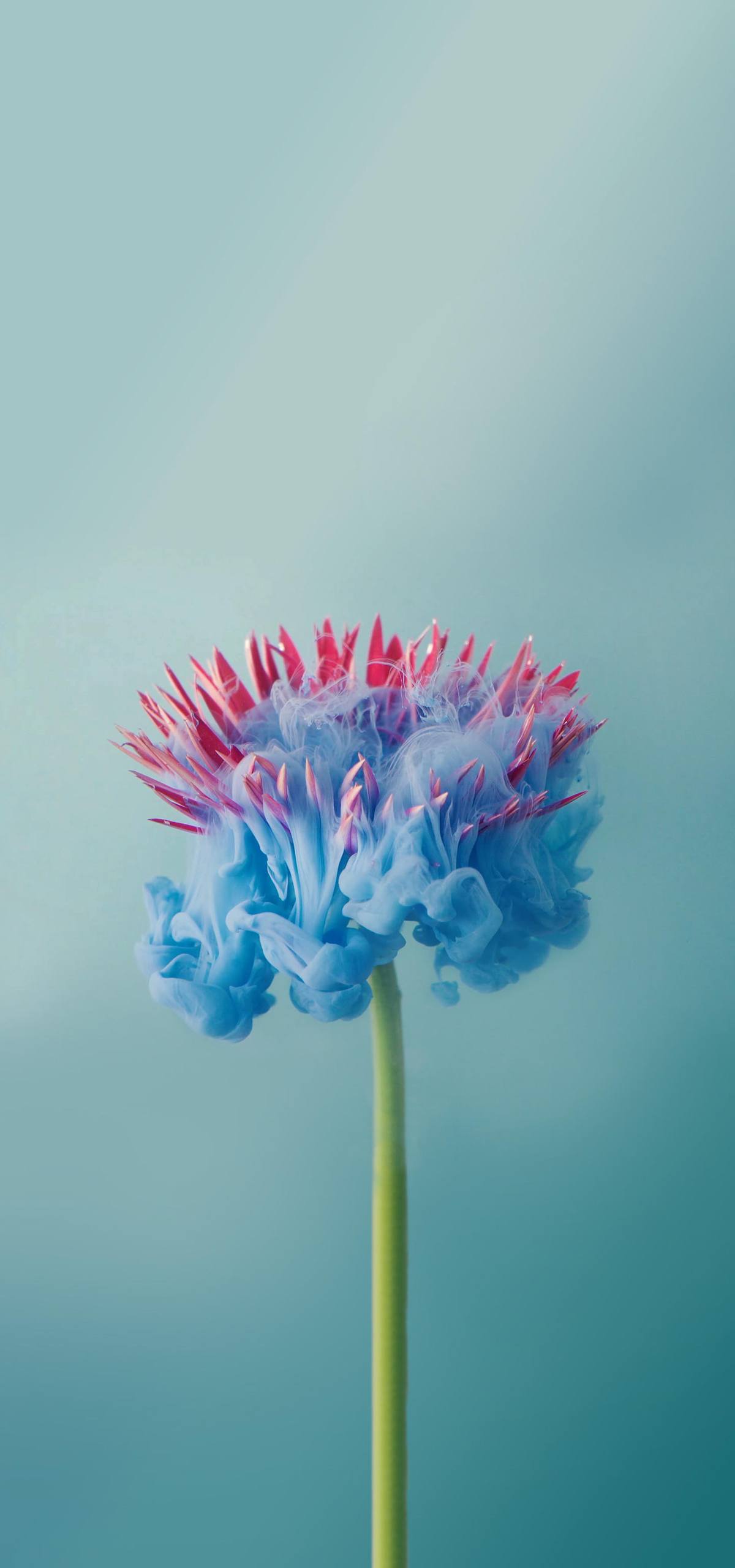 动植物电脑壁纸图片高清壁纸预览