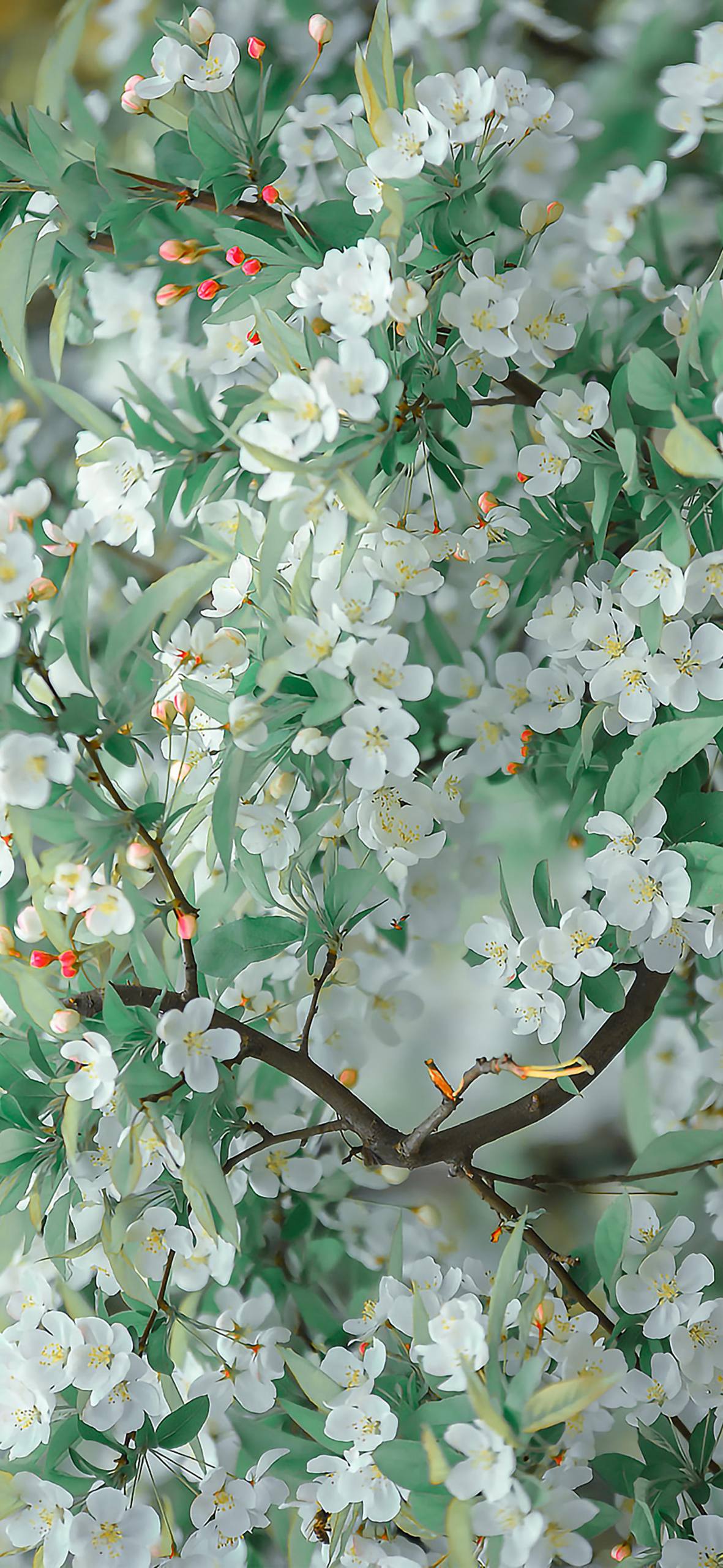 动漫版植物壁纸图壁纸预览