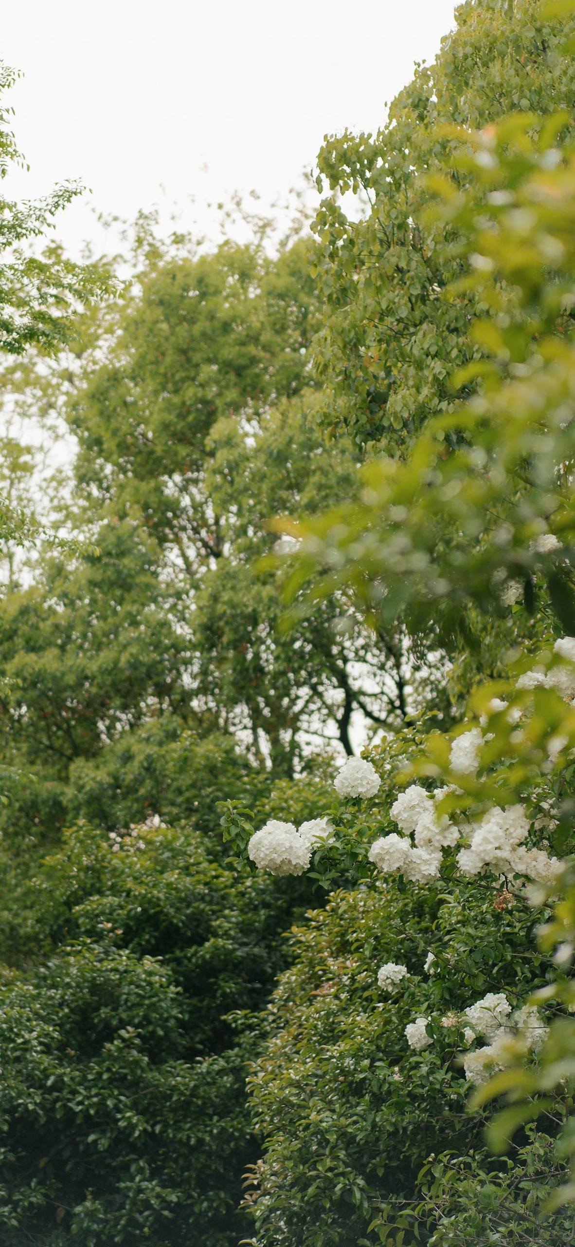 原始植物壁纸高清壁纸预览
