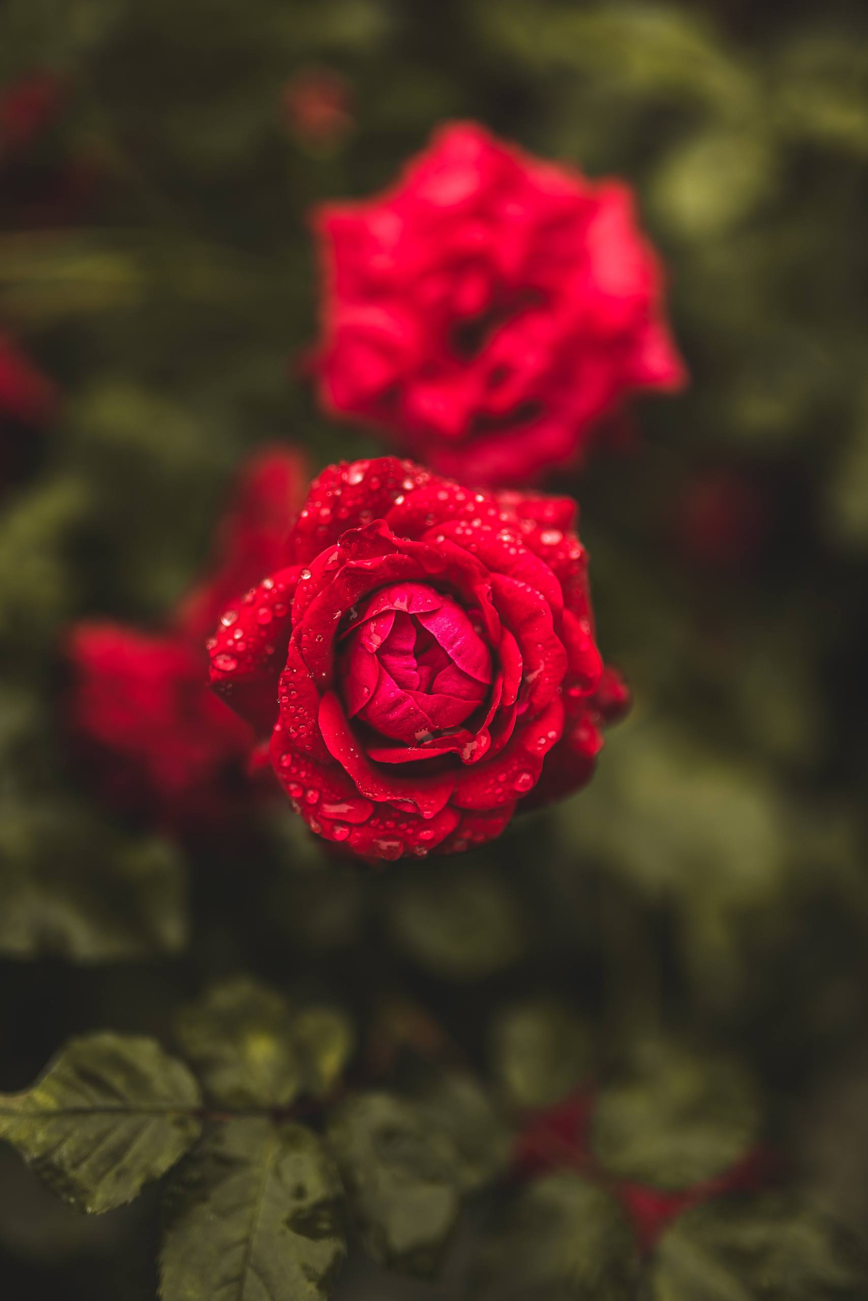 叶盾植物壁纸壁纸预览