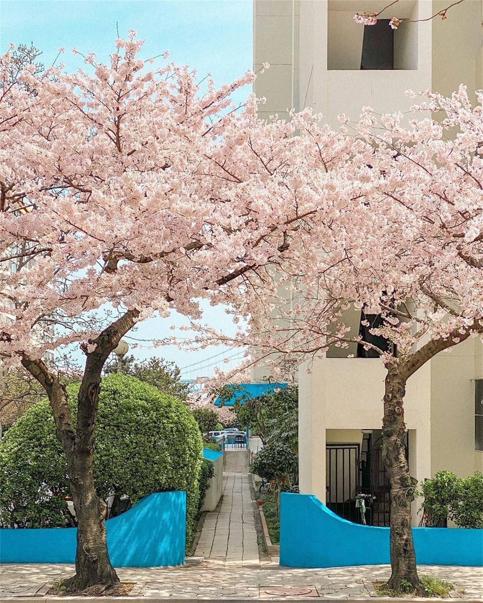 向日葵植物唯美壁纸壁纸预览