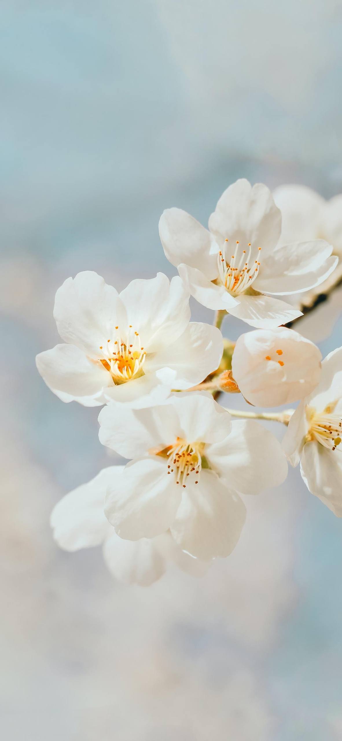 向阳植物插画壁纸电脑壁纸预览