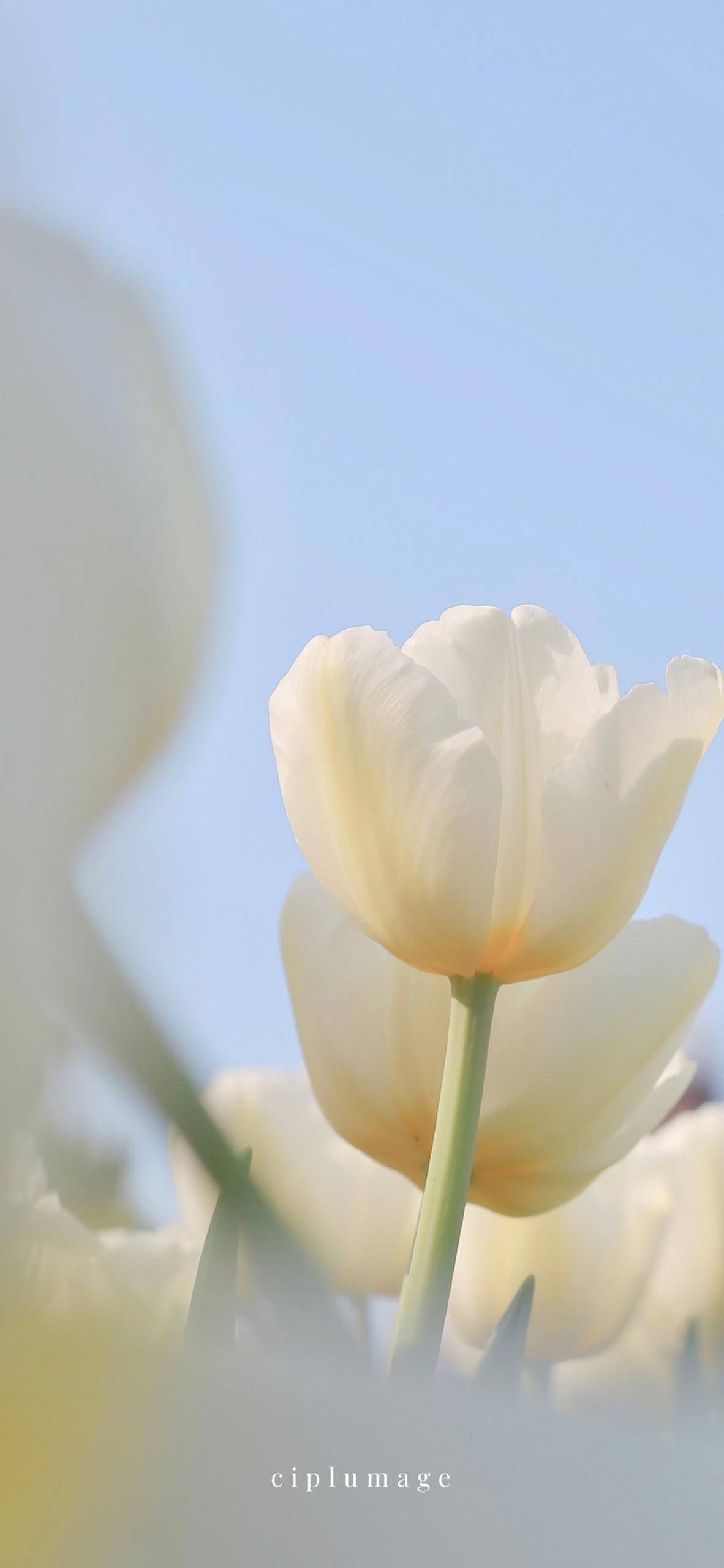 墨绿色植物树叶壁纸高清壁纸预览