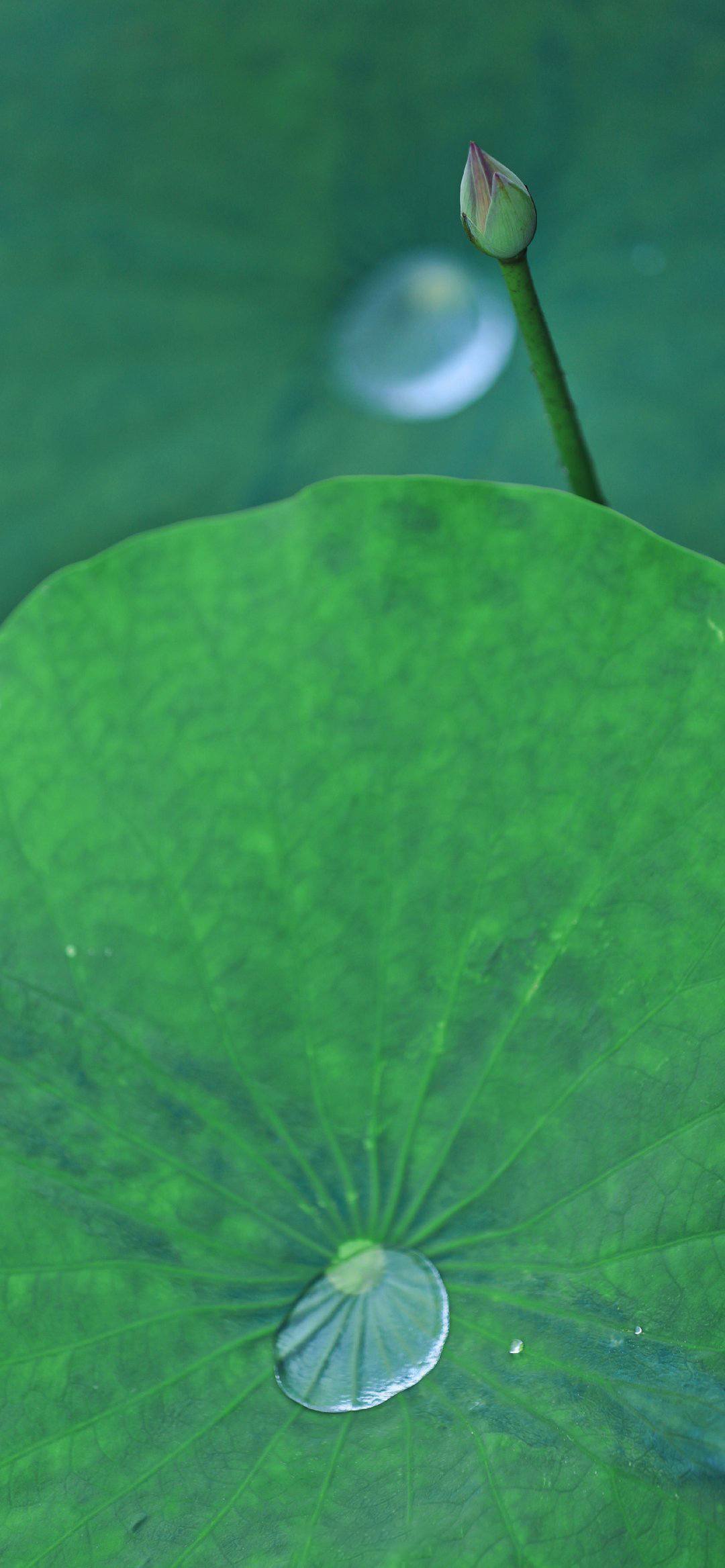 壁纸一套植物壁纸预览