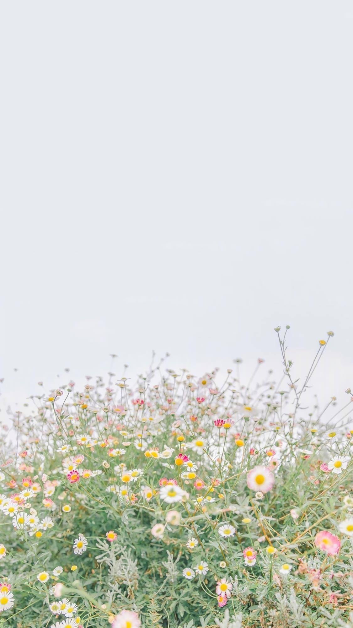 壁纸专用植物壁纸预览