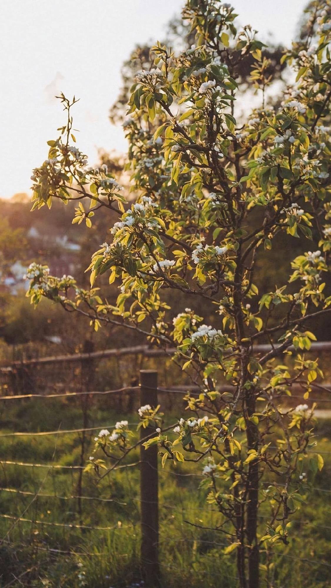 壁纸光影植物壁纸预览