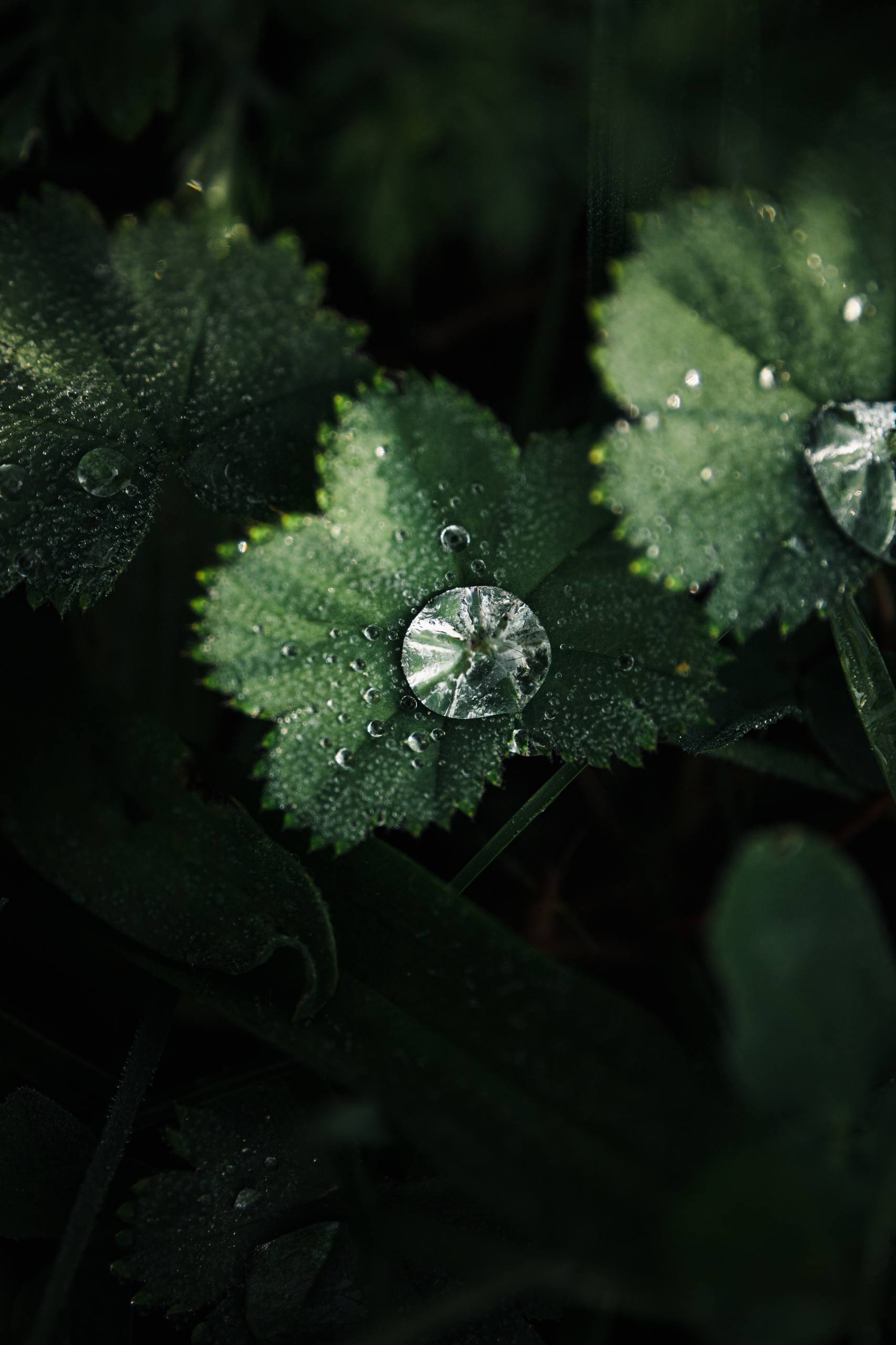 壁纸植物治愈图片动漫版壁纸预览